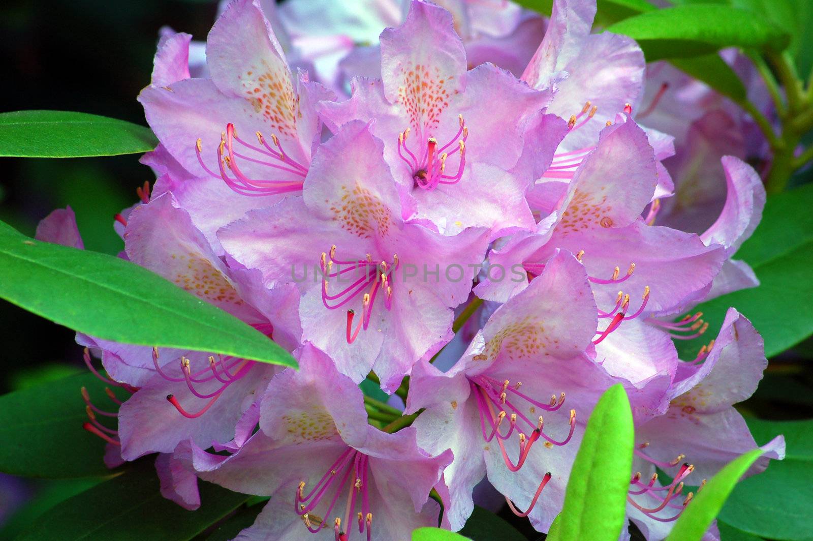 Fine pink rhododendron by PavelS
