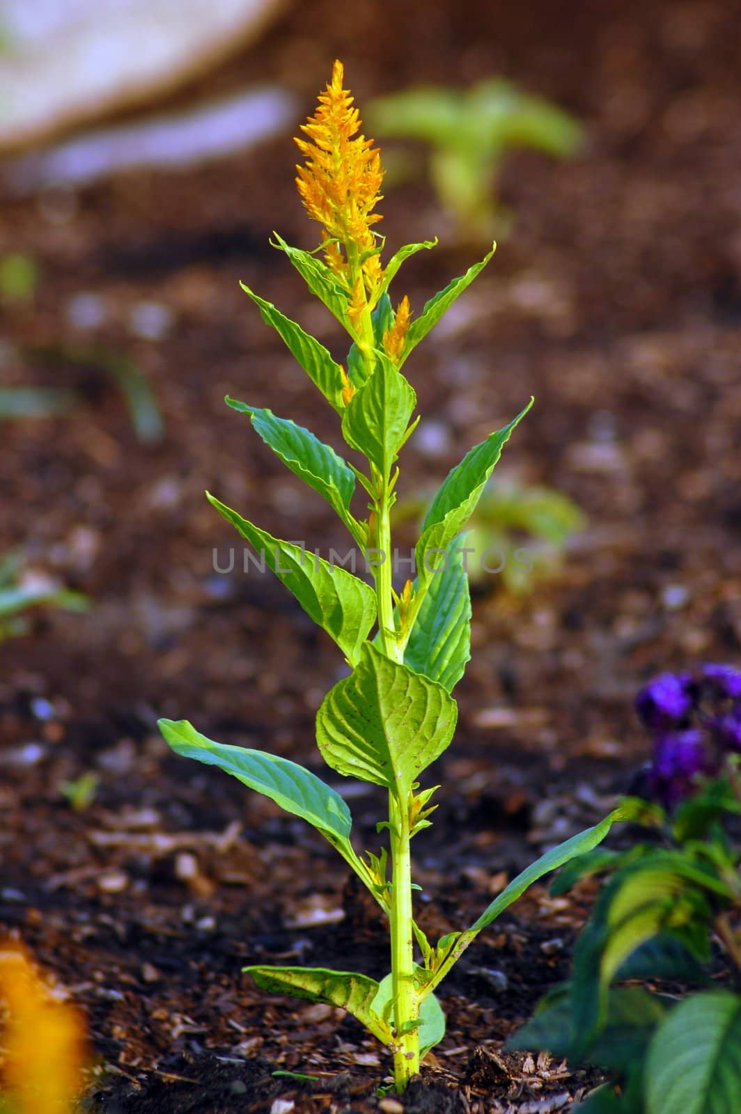 Green and yellow flower in sunset light
