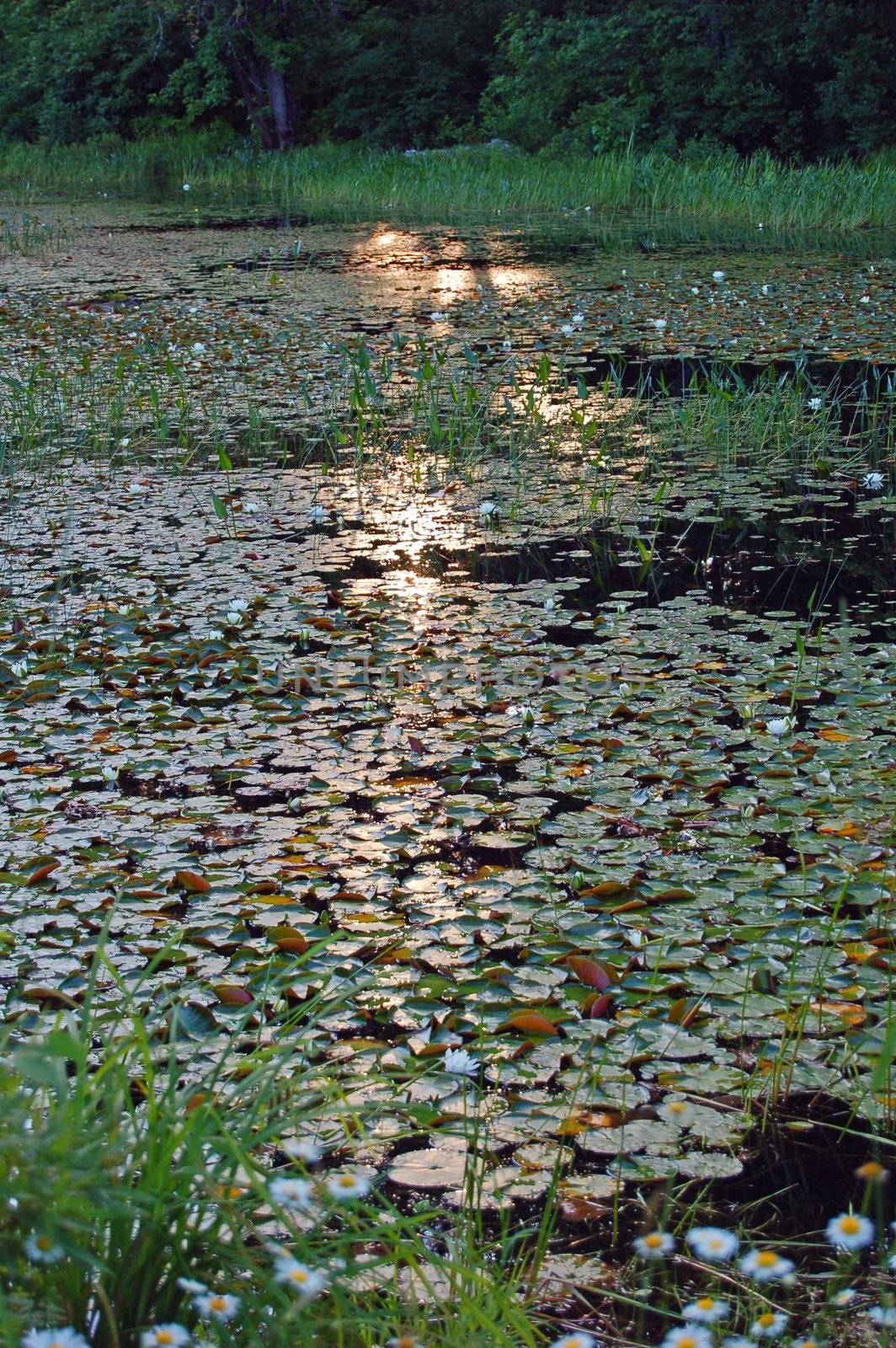 Grassy marsh in sunset light