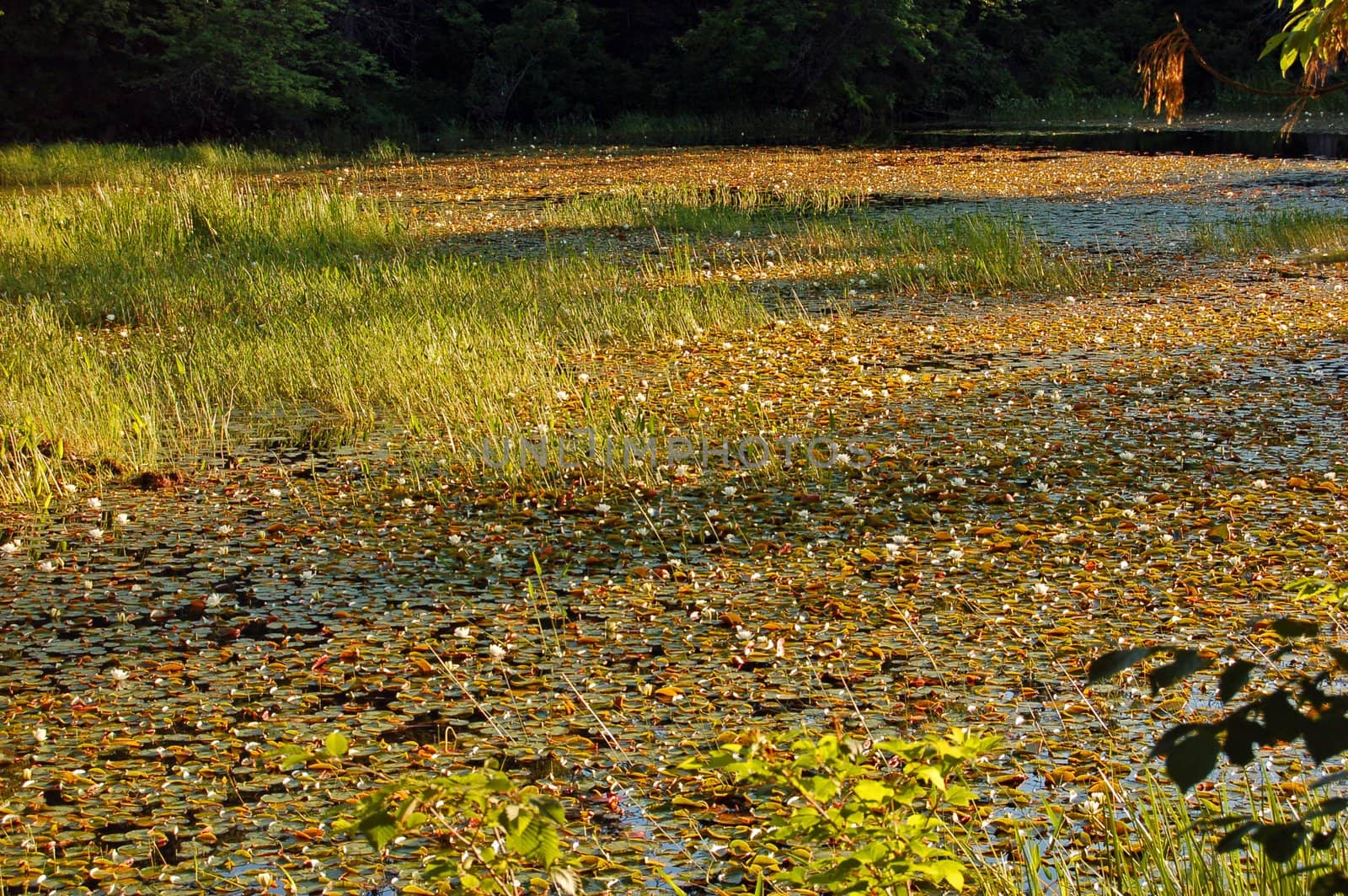 Grassy marsh by PavelS