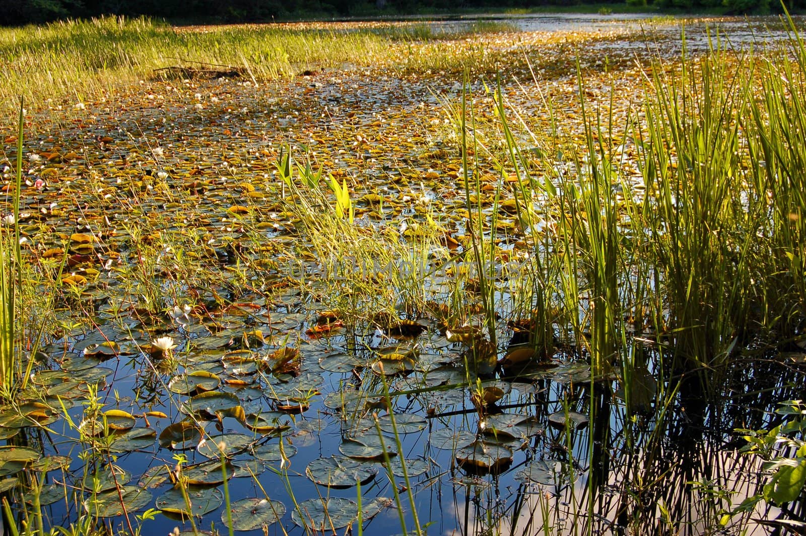 Grassy marsh in sunset light