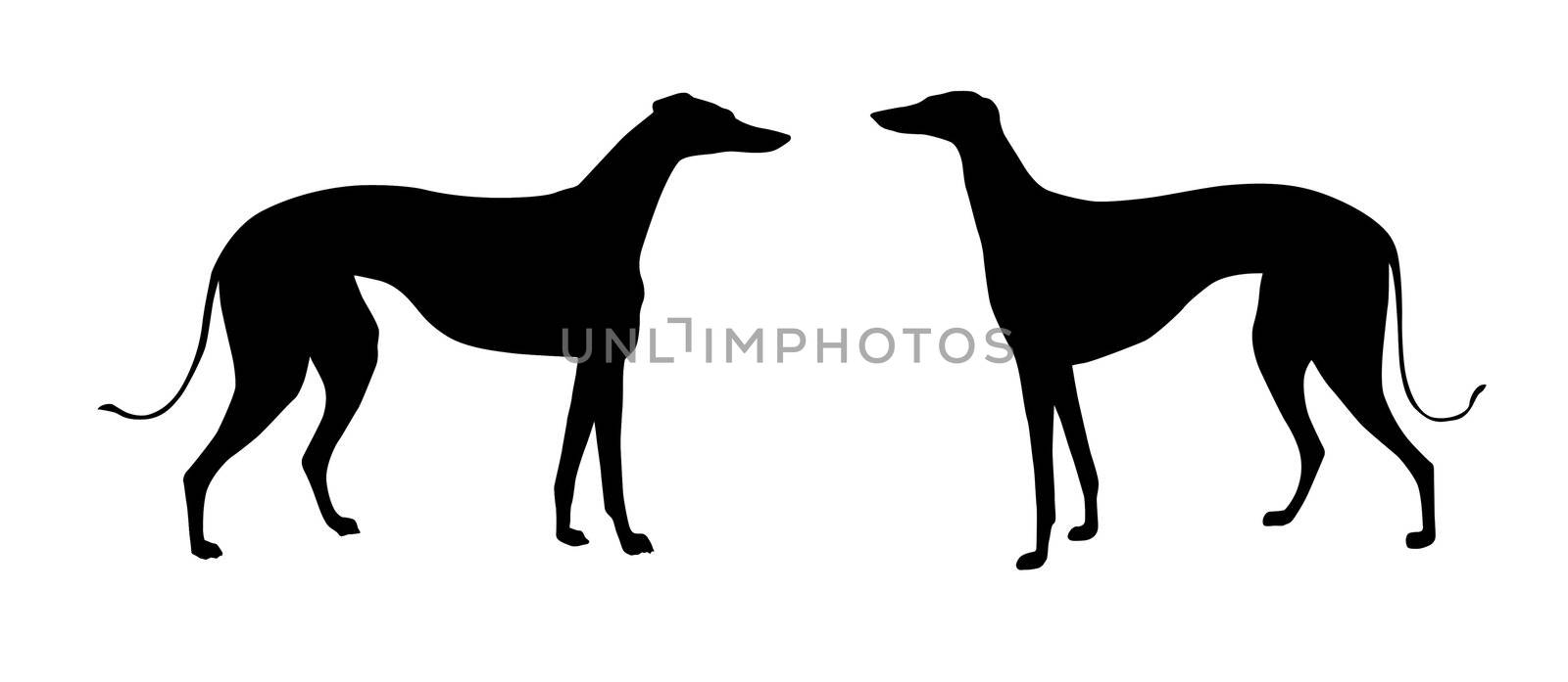 vector illustration greyhound on white background