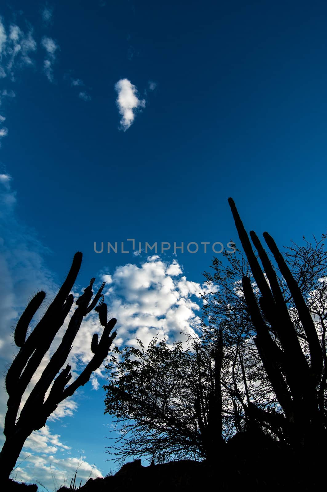 Deep blue sky with silhouettes of cactus in the foreground in a desert in Colombia