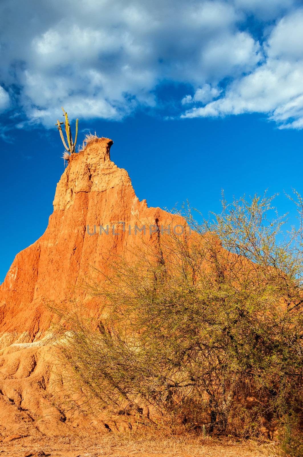 Tall dry weathered rock formation with cactus and dry tree