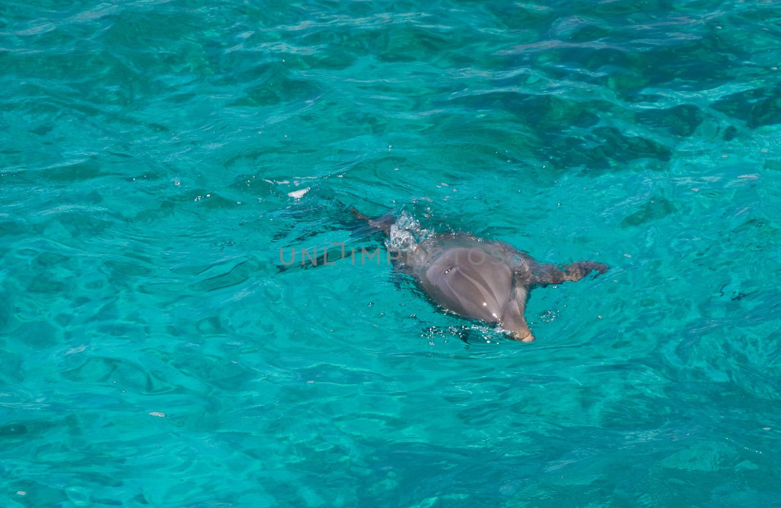 grey dolphin swimming in clear turquoise sea water 