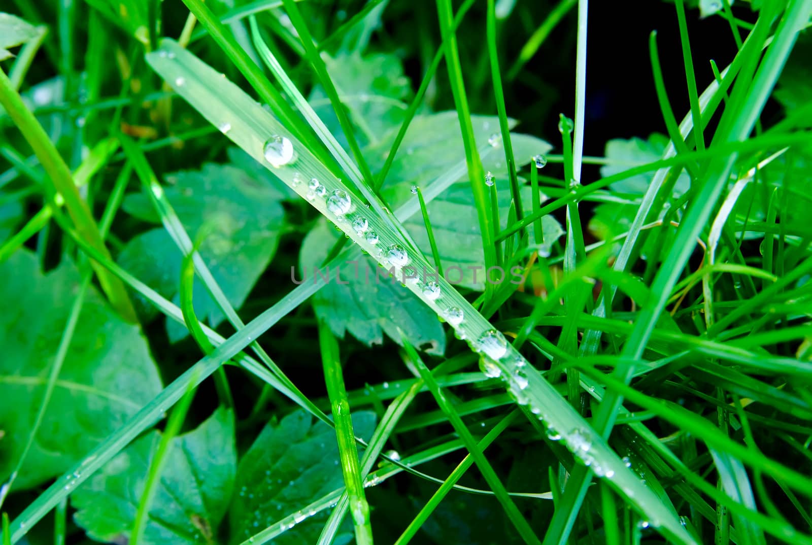 Dew on a Green Grass
