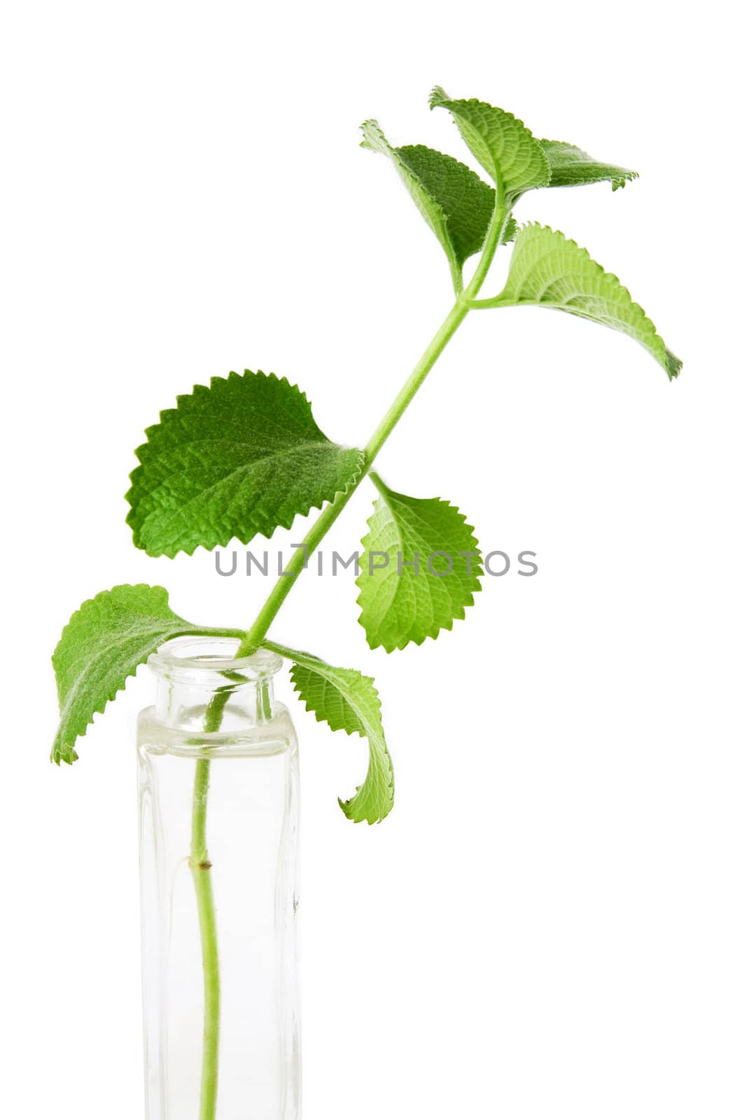 Mint in the glass vase on a white background