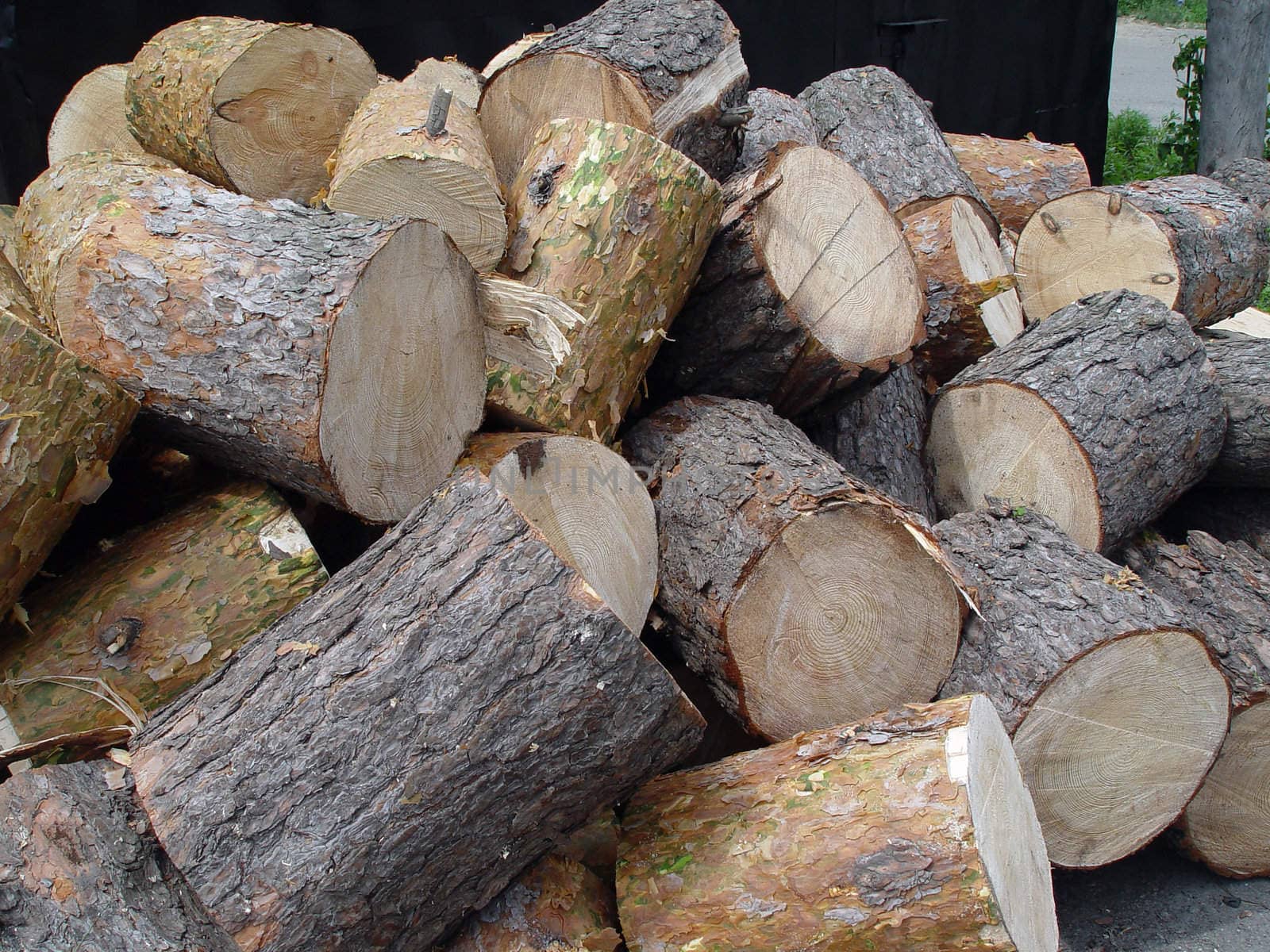 Pile of pine tree logs by Sergius