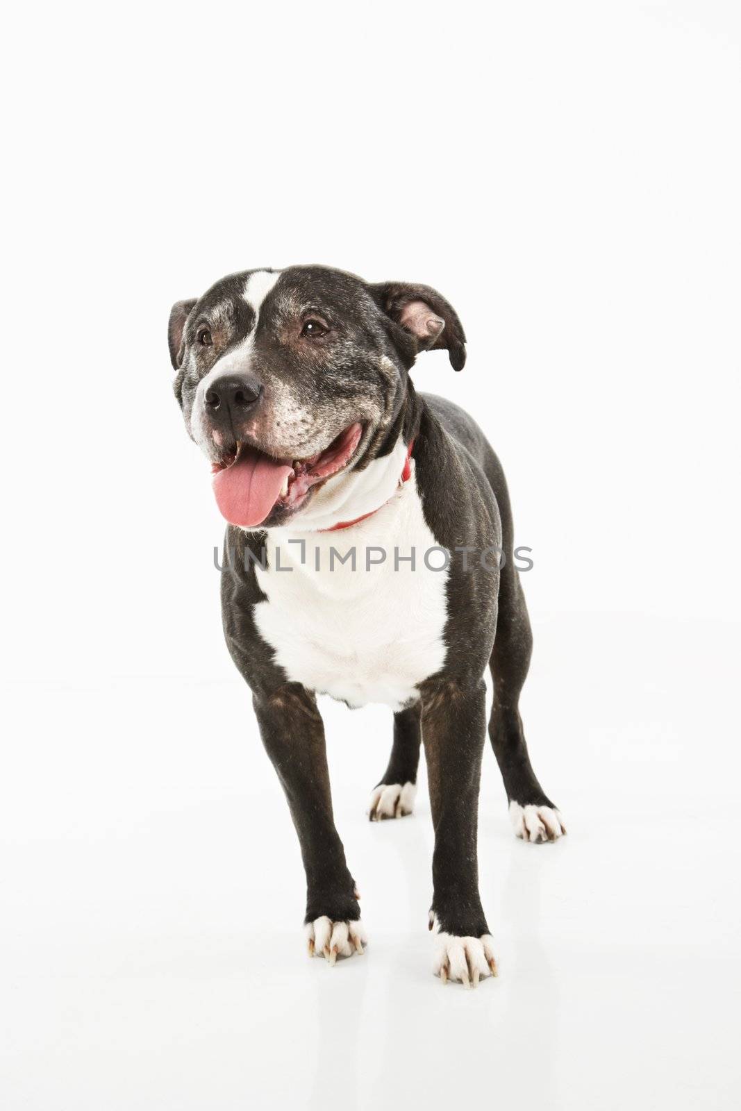 Portrait of black and white panting dog on white.