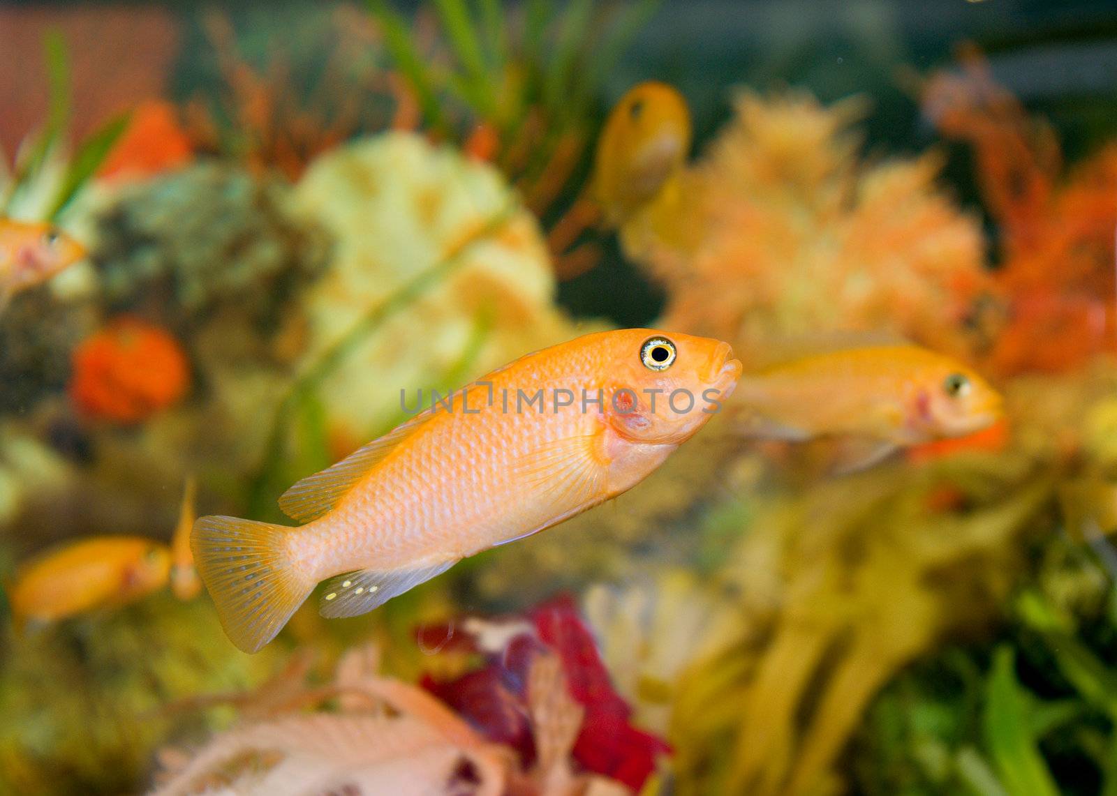 A colourful aquarium.Barbus