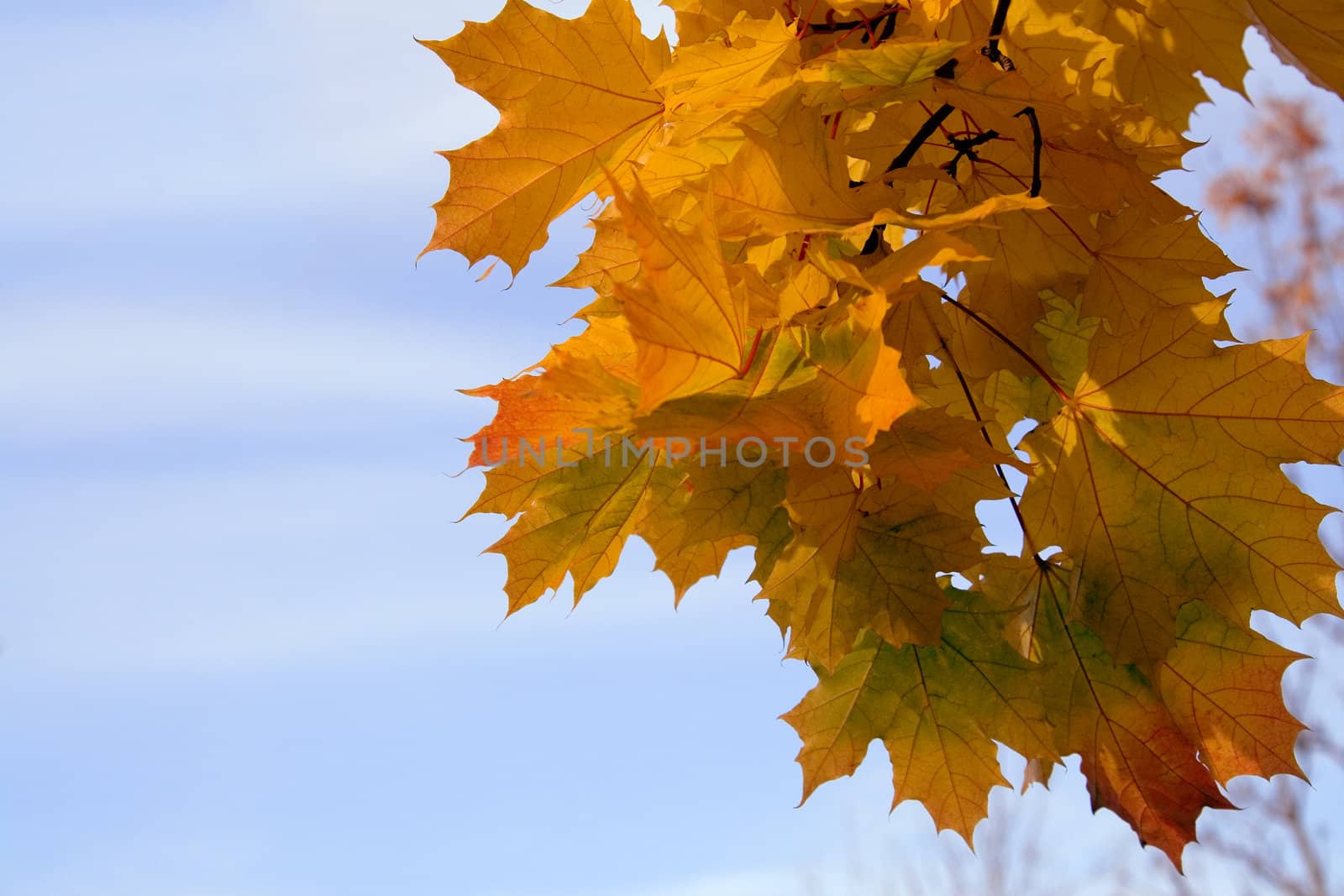 branch of a maple with yellow autumn leaves