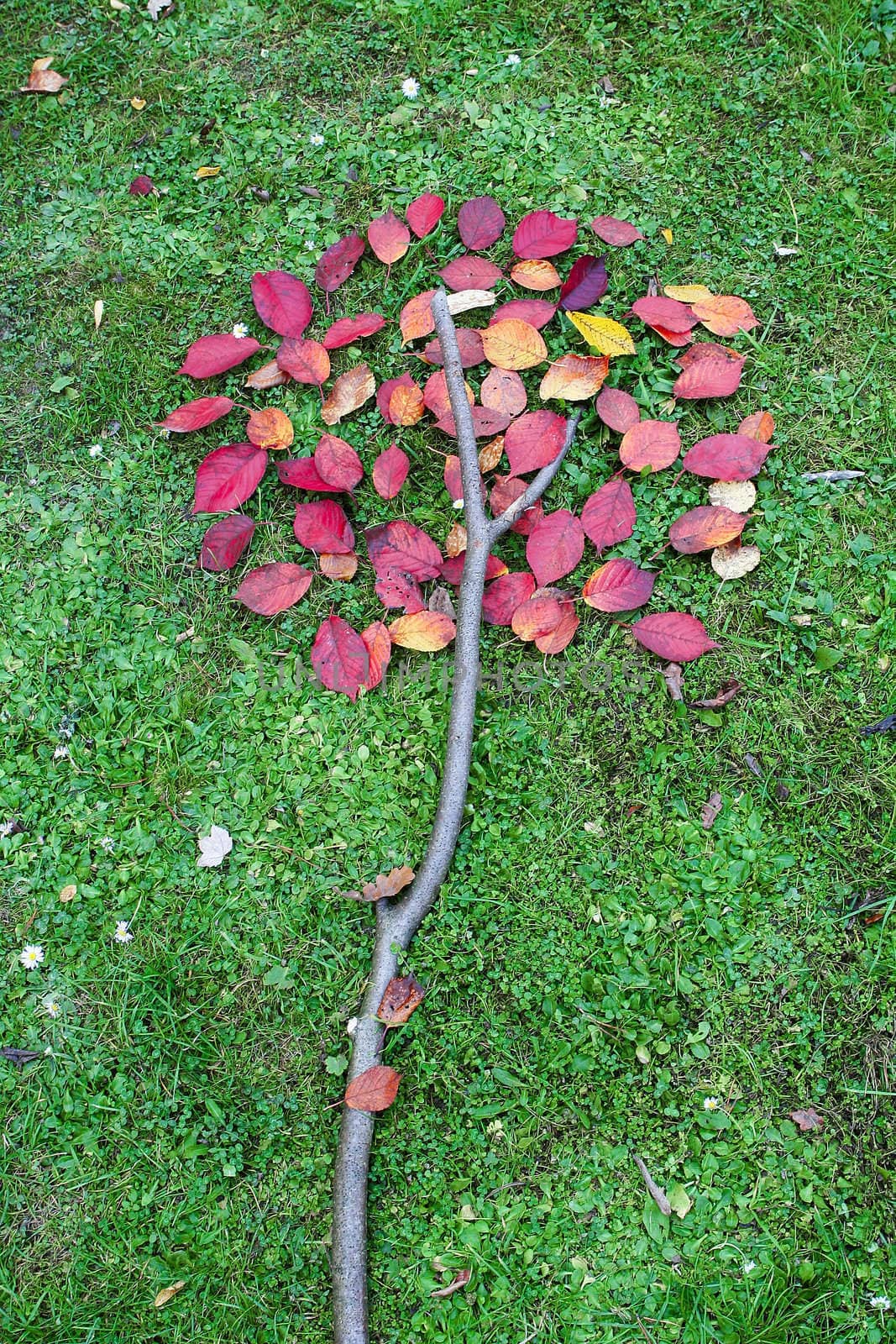 still-life on a green grass from red leaves