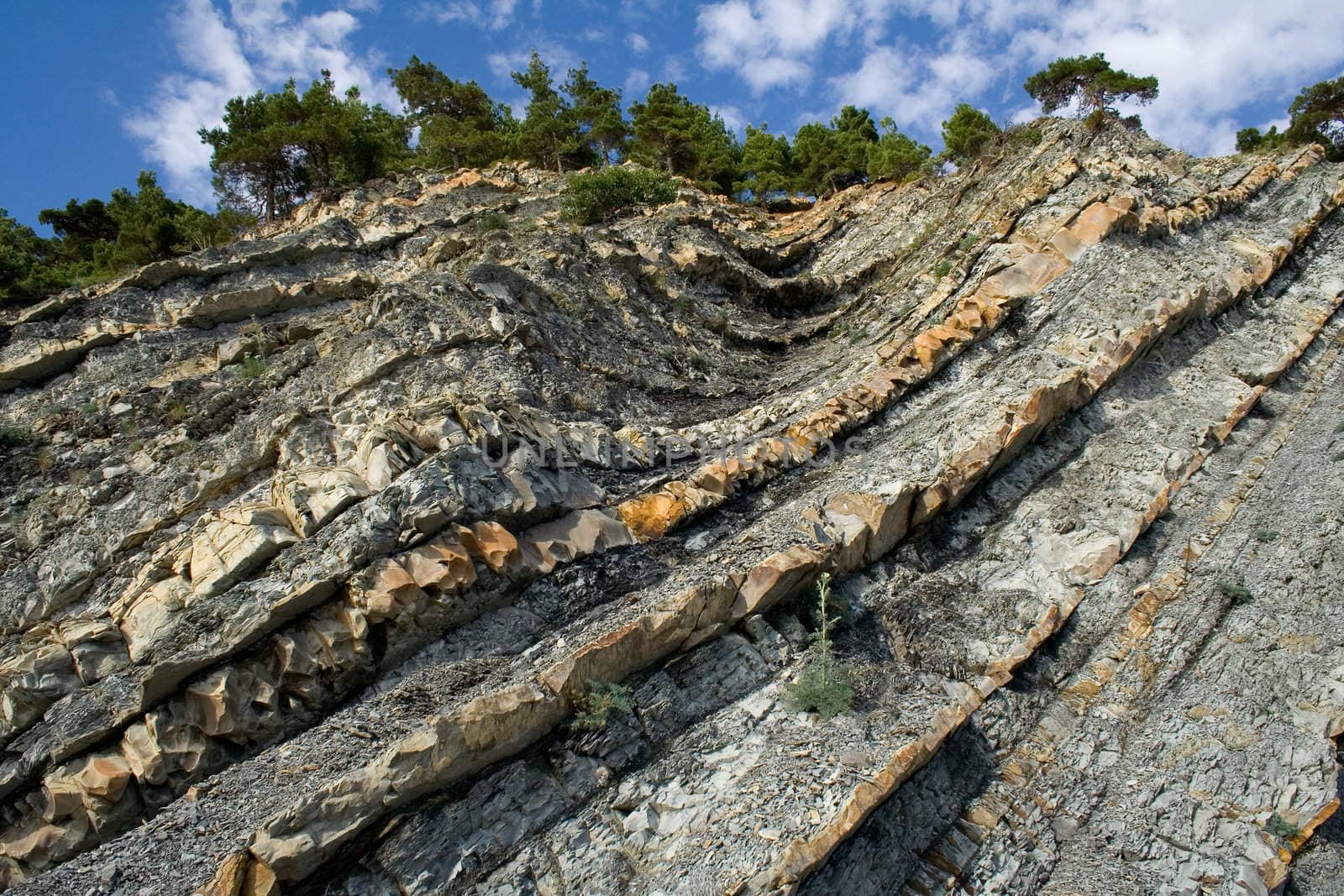 Pines on the littoral rock, Northern Caucasia