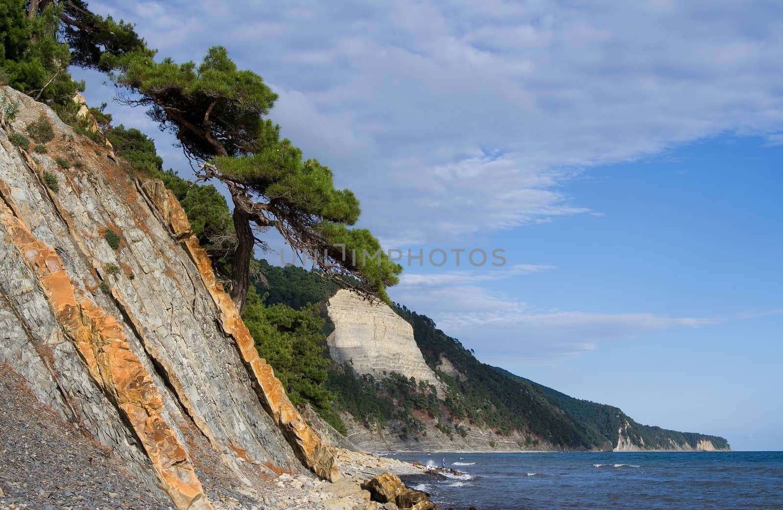 pine near the sea by Sergius