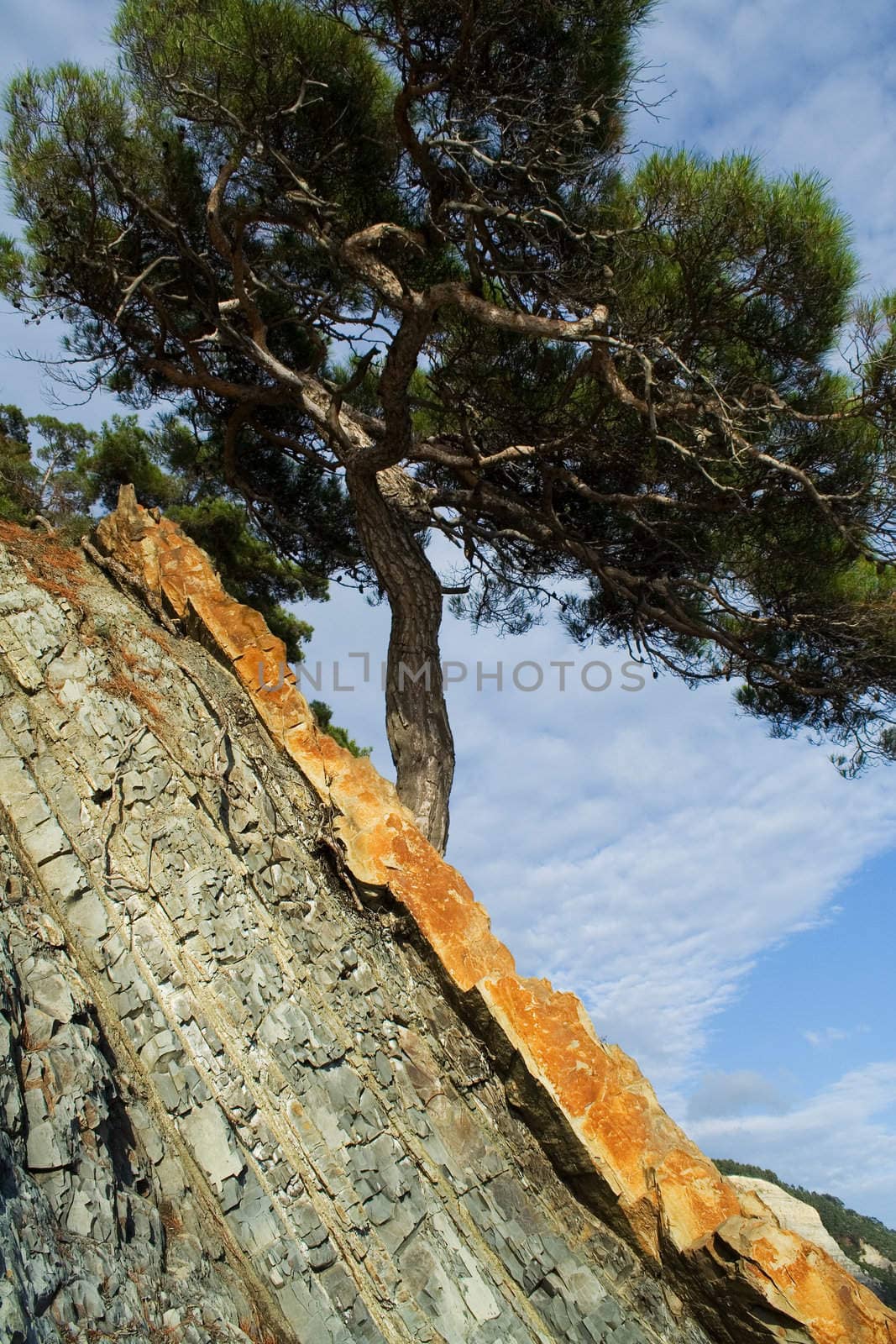 pine on the littoral rock by Sergius