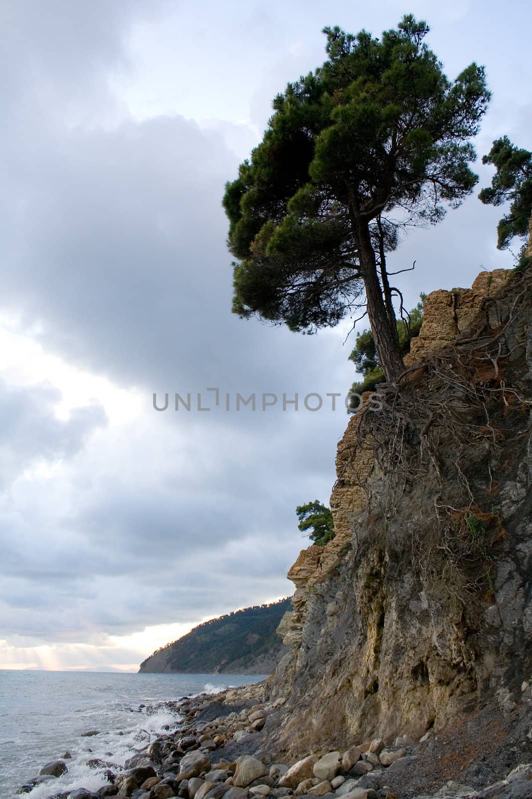 pine near the sea 2 by Sergius