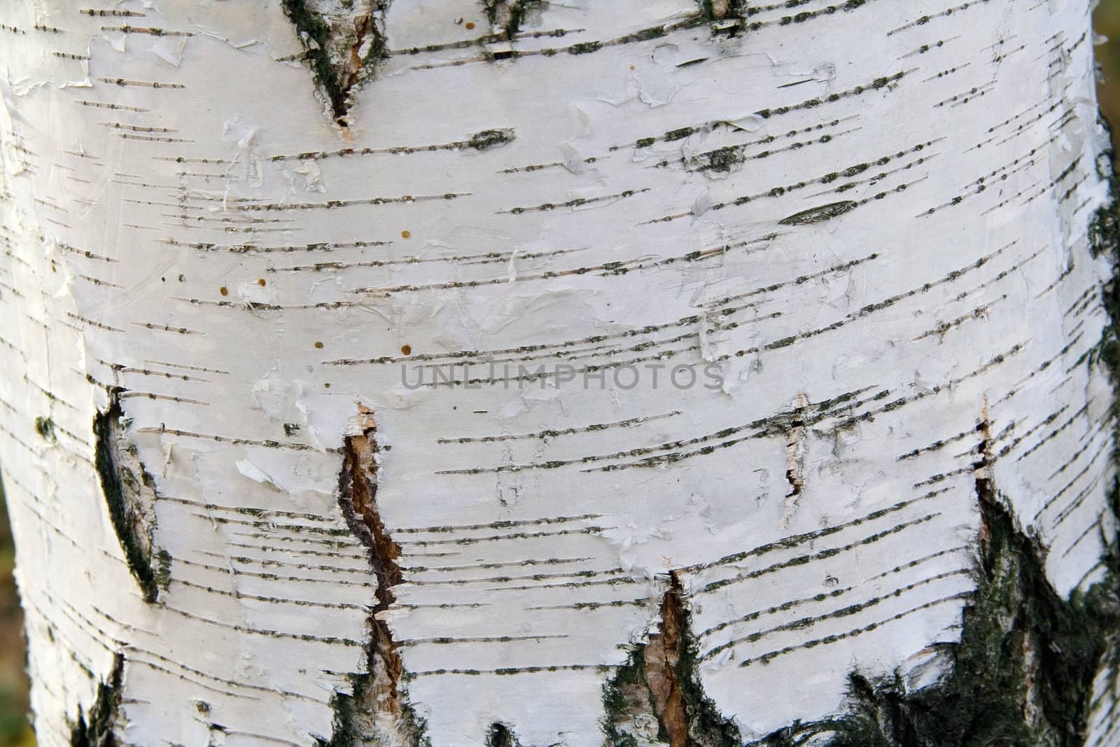 White Birch Bark by Sergius