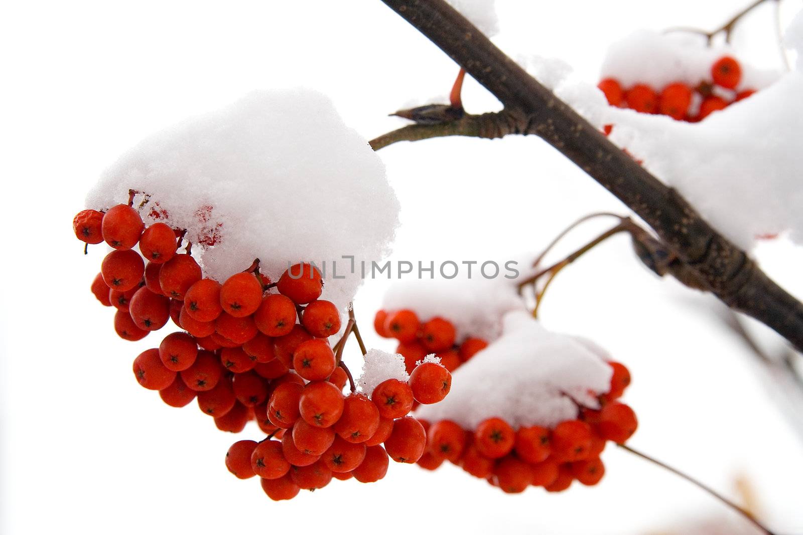 Ashberry on a snowy treebranch. On a white background.