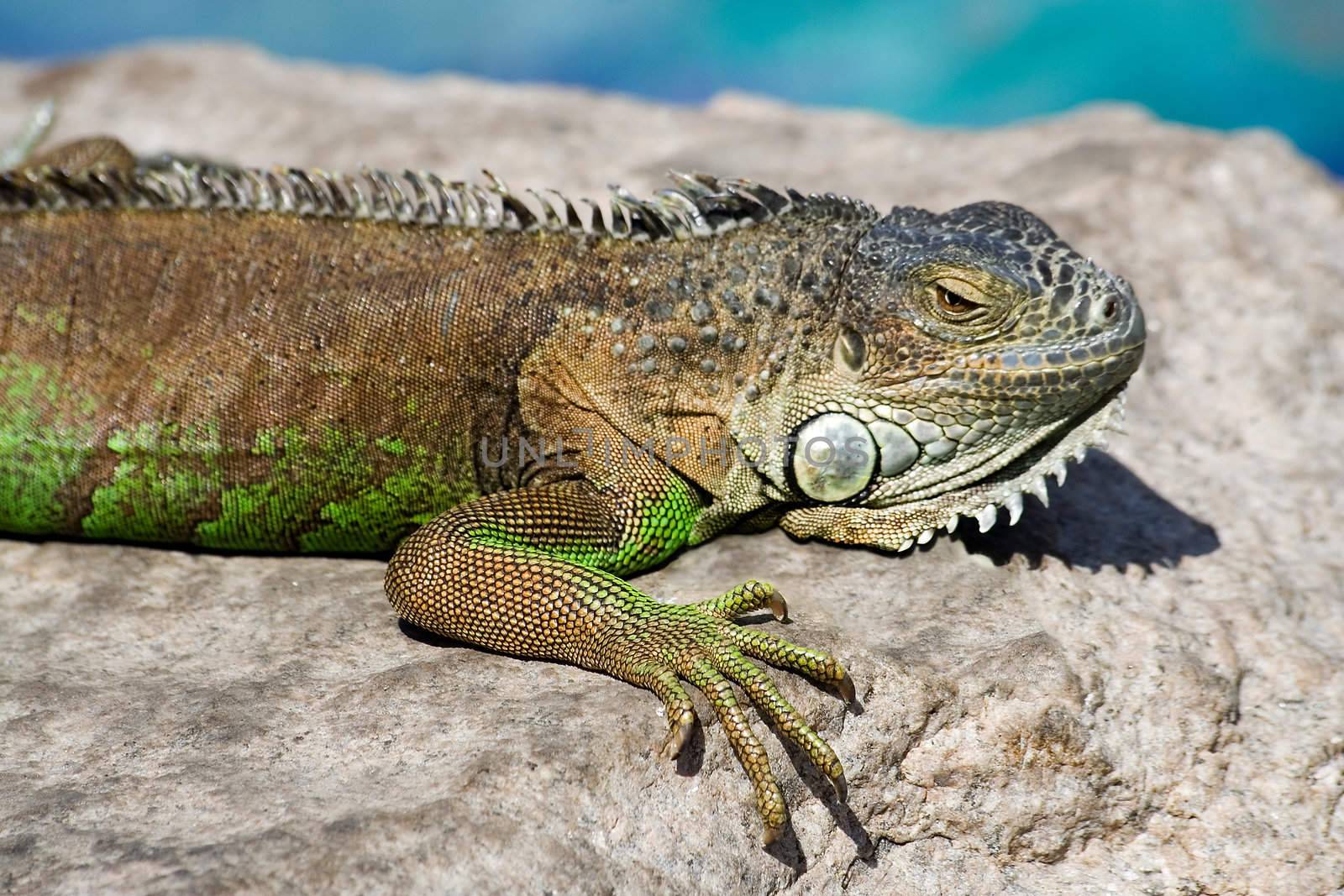 Iguana laying on a rock relaxing