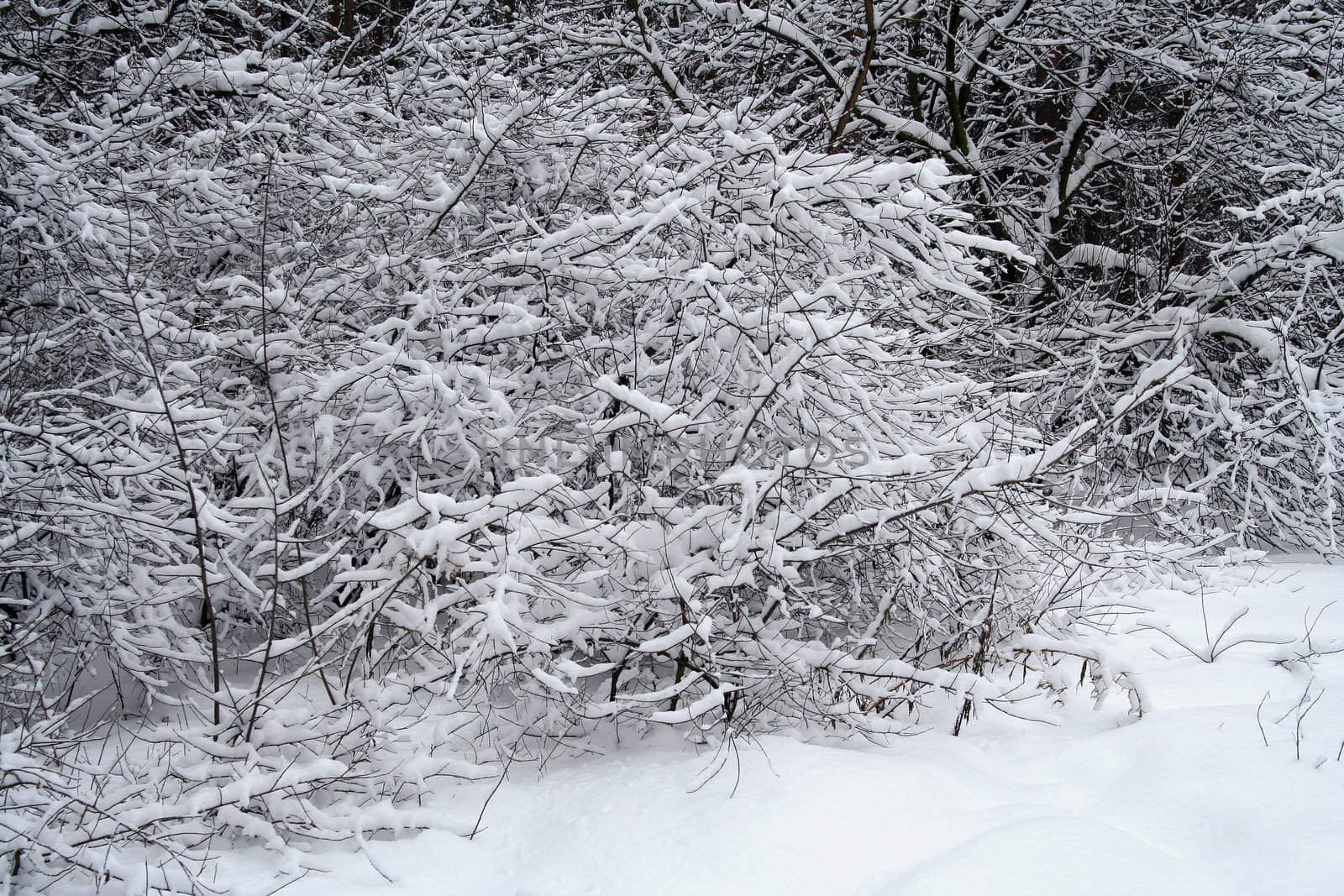 the snow covered tree brunches in winter forest