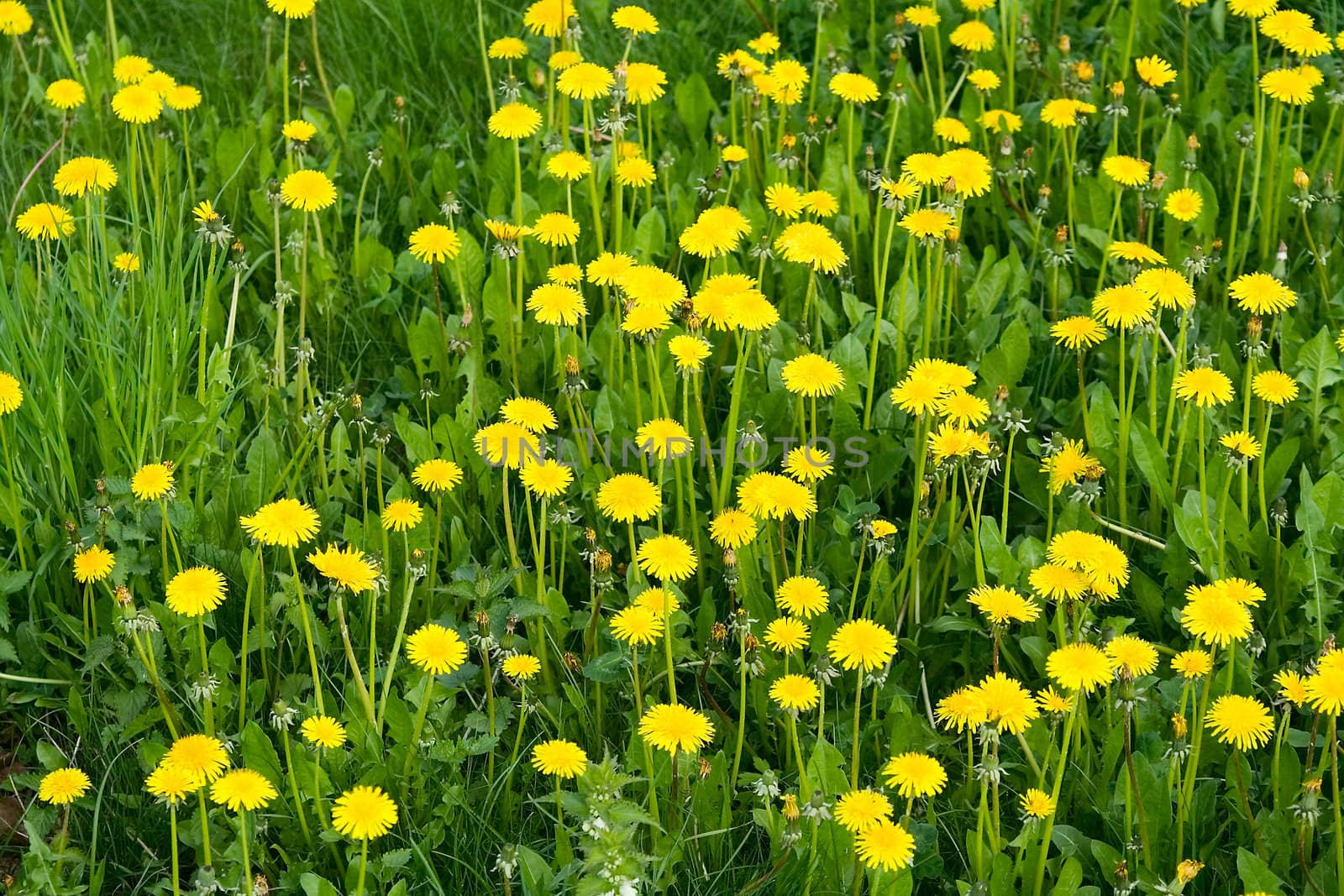 Dandelions on a Glade. Wild Flowers