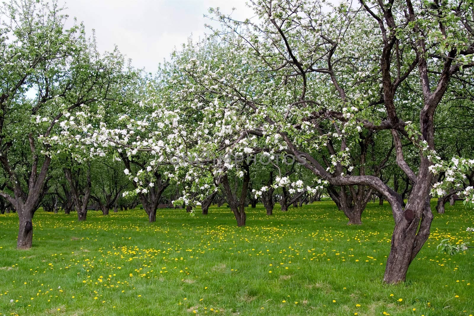 Apple Blossom 2 by Sergius