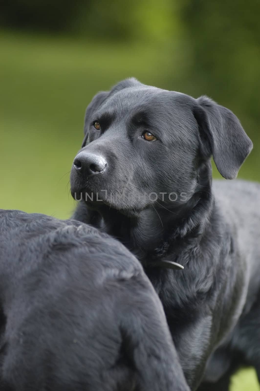 nice looking black dog