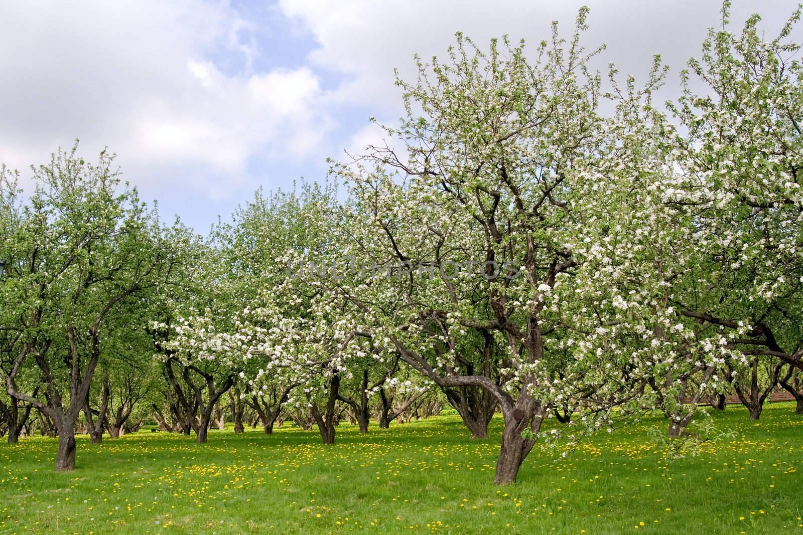 Apple Blossom. Spring garden