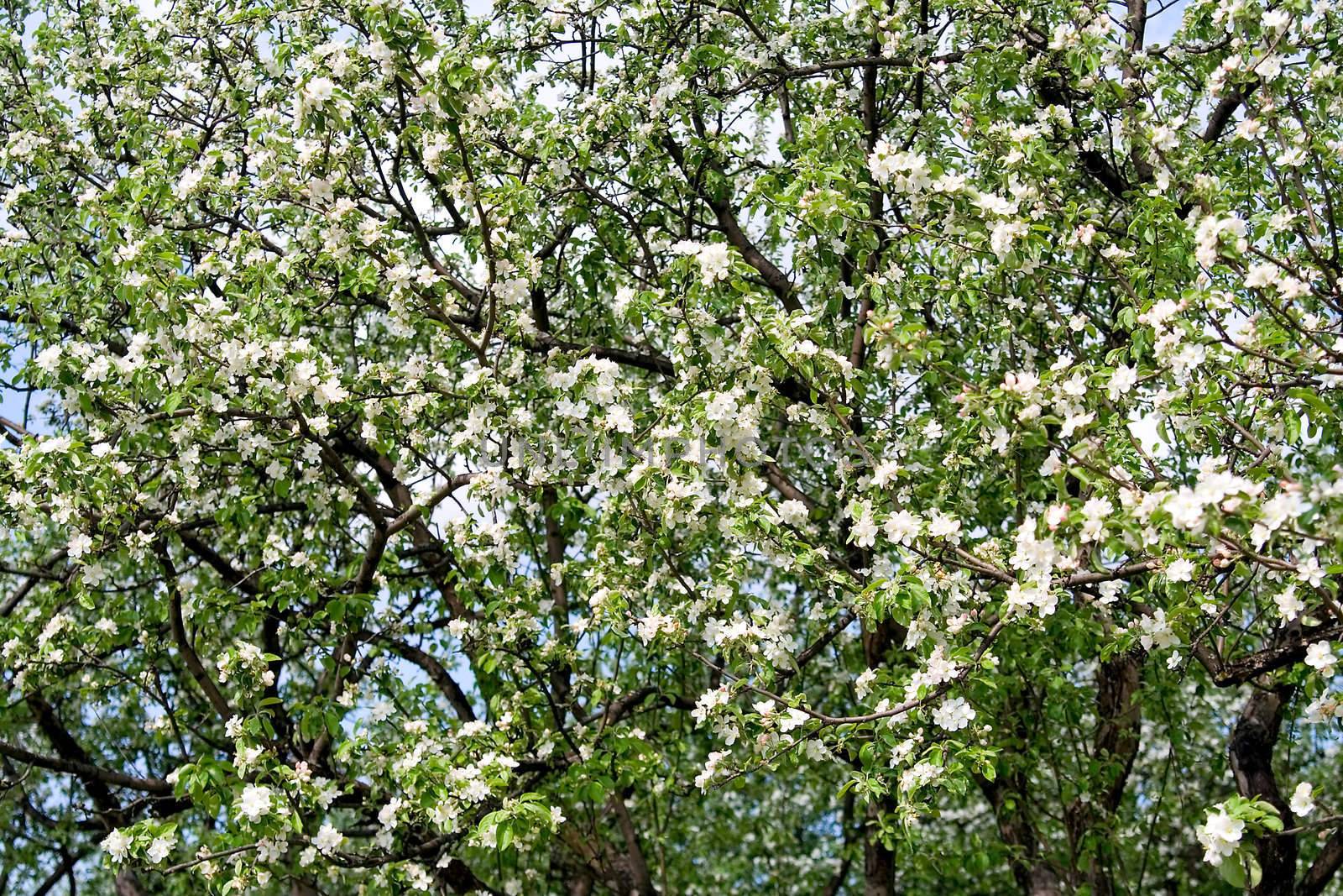 Apple Blossom. Spring garden