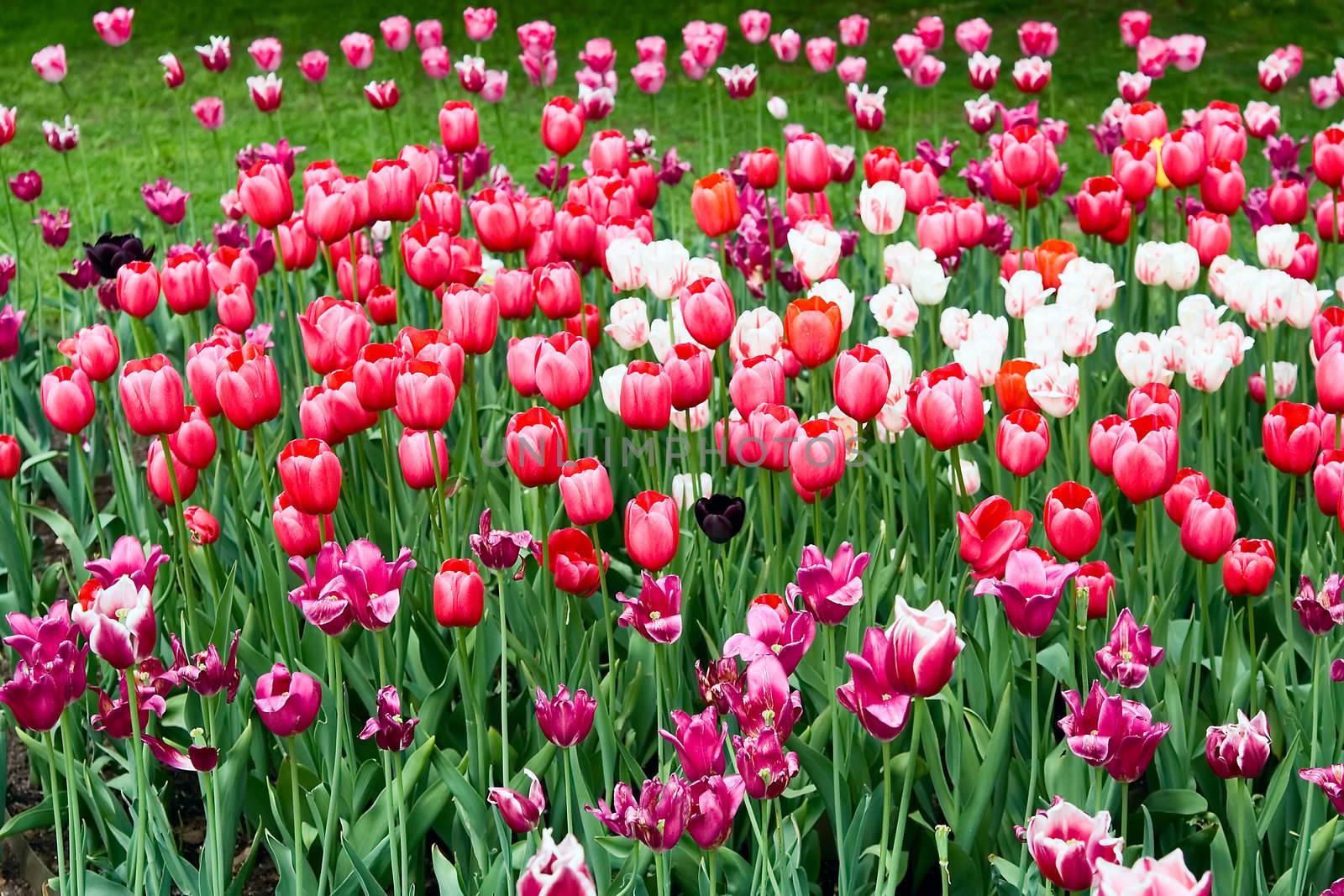 Beautiful Spring Tulips