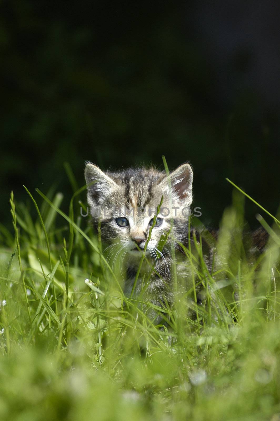 cute cat is hiding in the grass