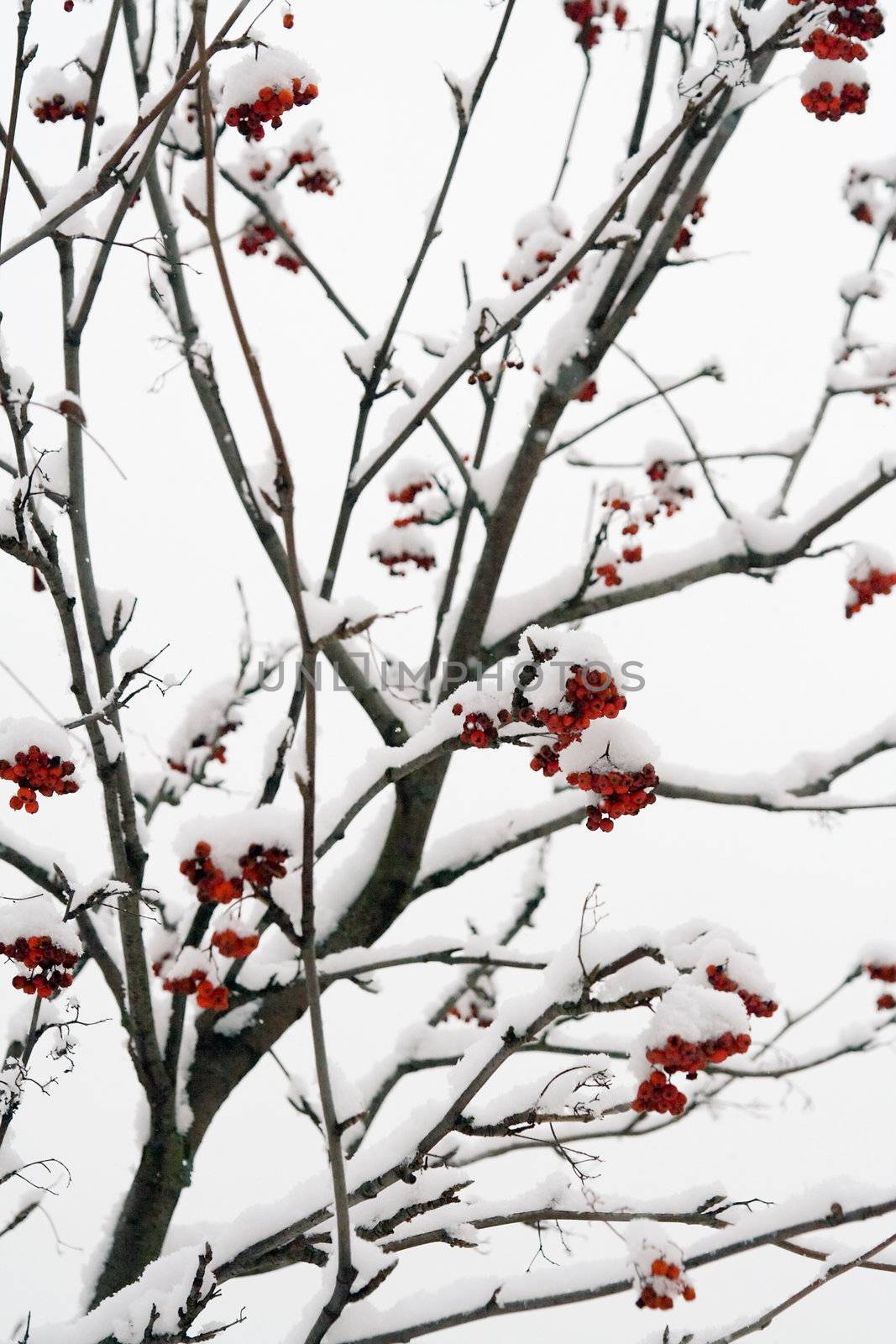 Ashberry on a snowy treebranch. On a white background.