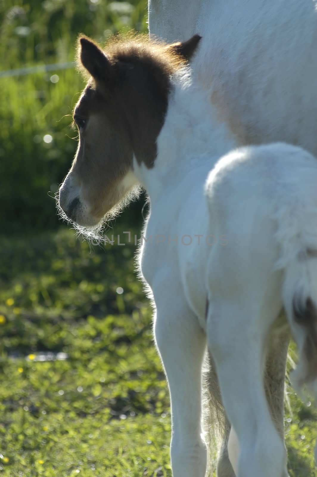 smal foal beside her mother