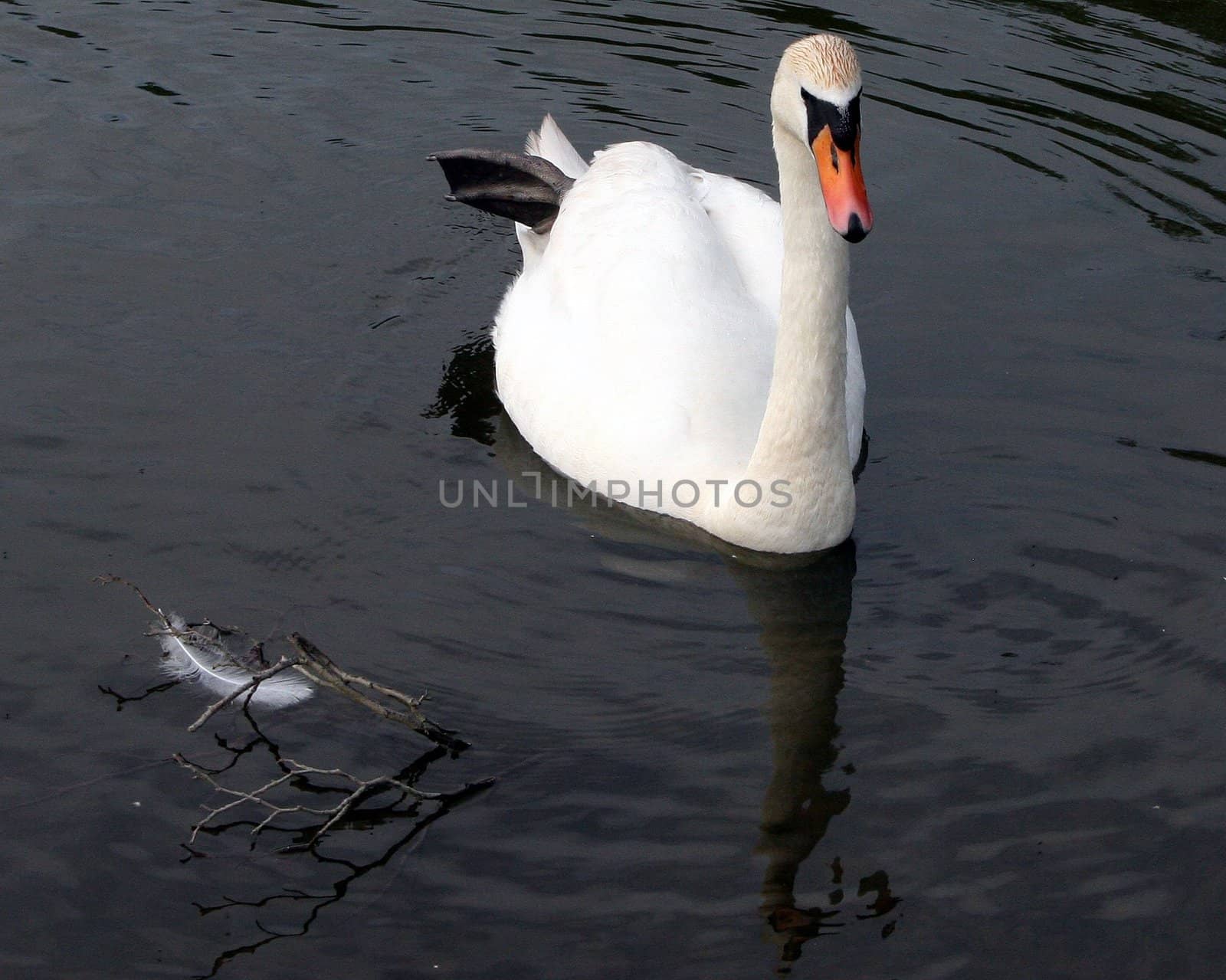 A swan and a feather in a lake.
