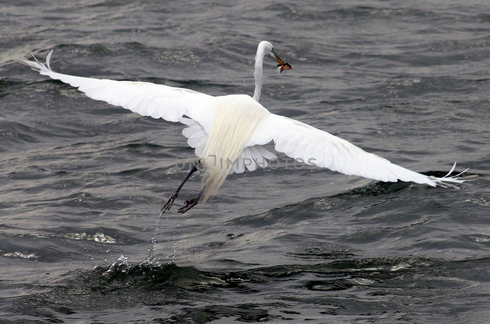 A heron in flight with a fish in its mouth