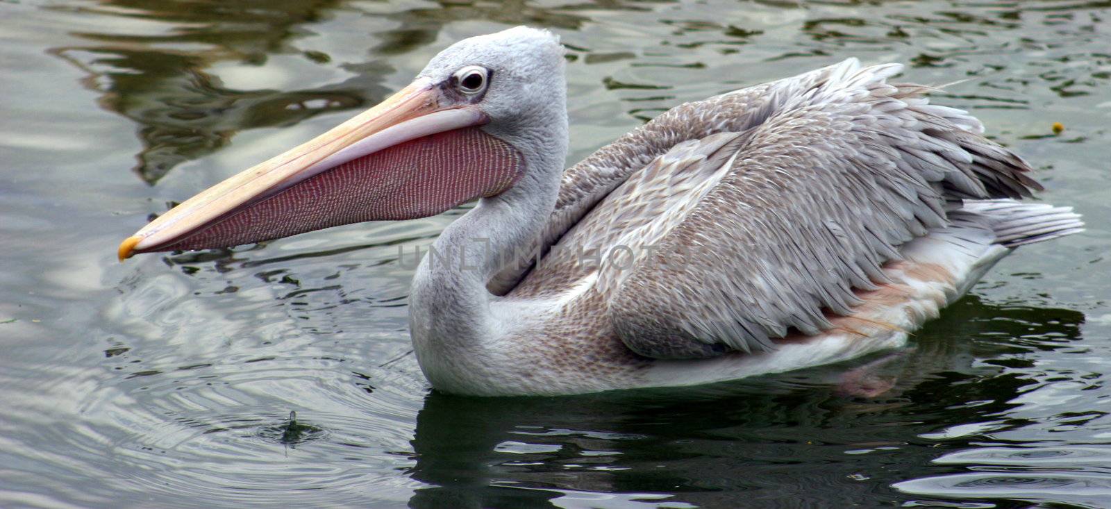 A pelican in a lake looking for food.