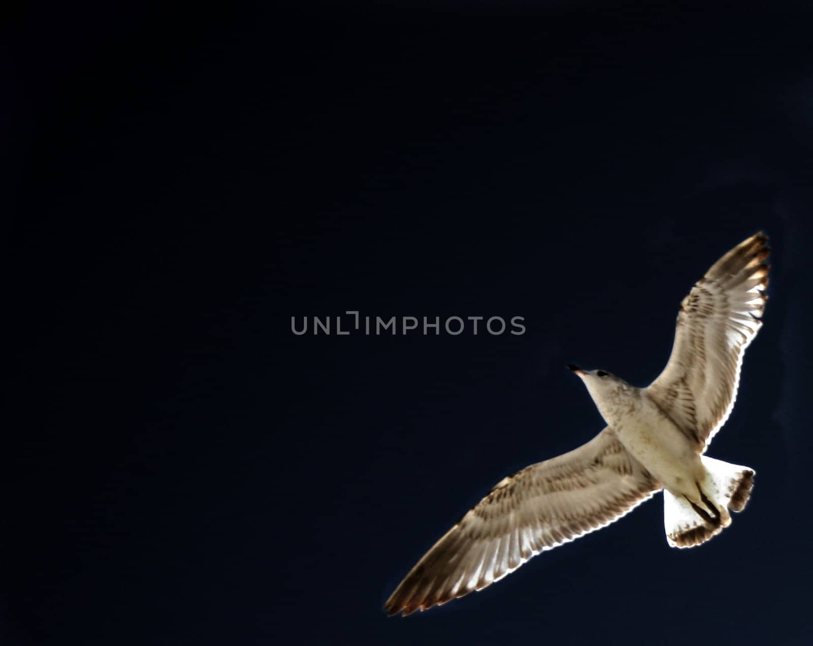 Seagull in the Darkness by quackersnaps