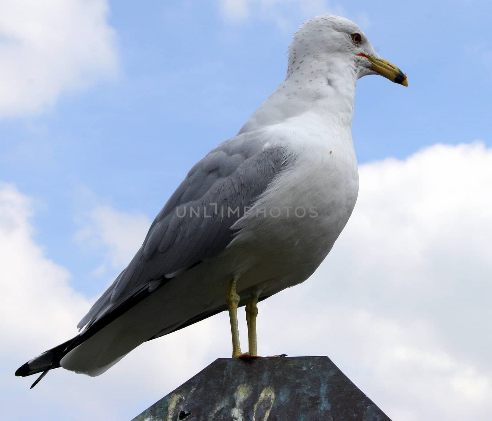 A seagull standing on a rock