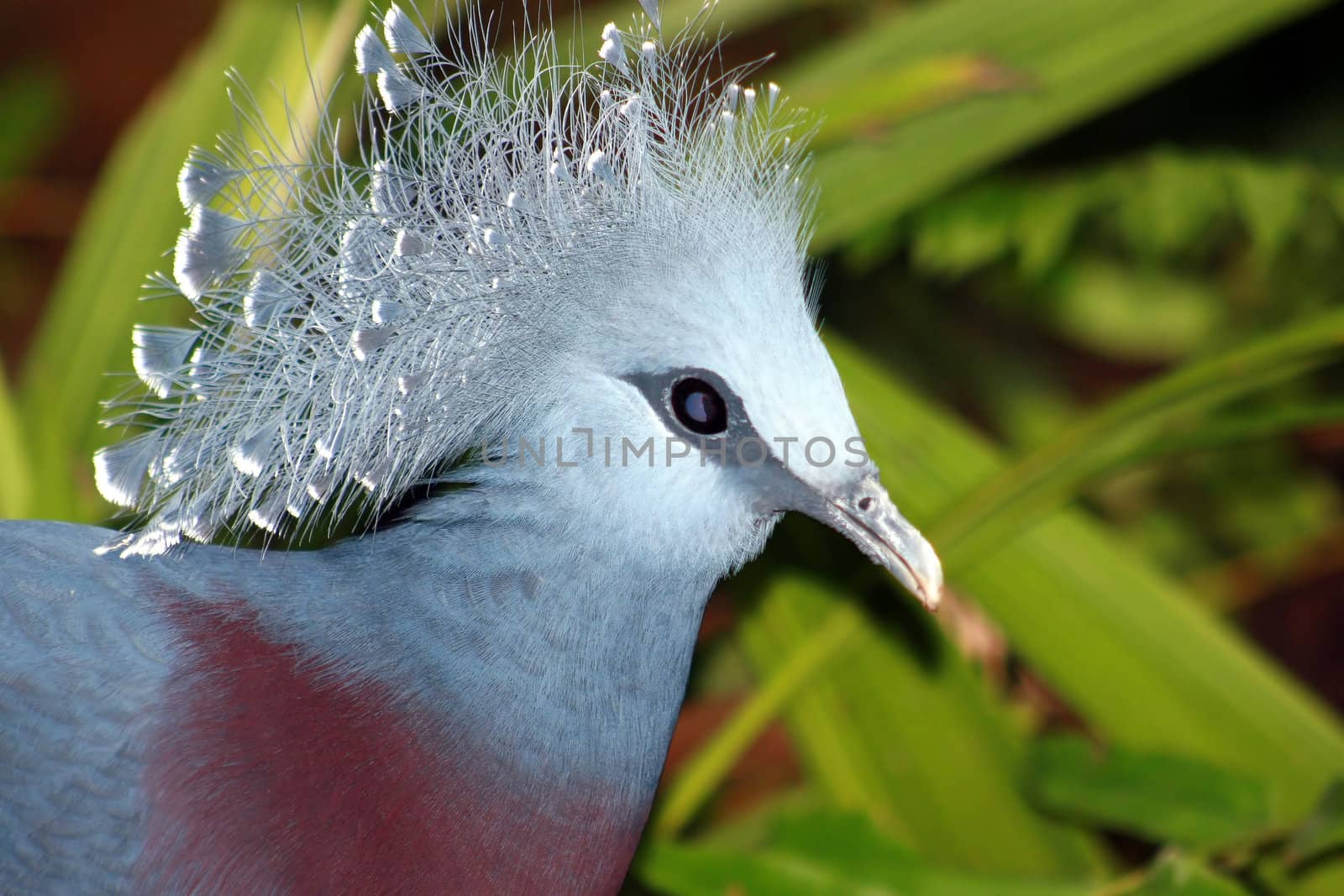 A victoria crowned pigeon in a zoo