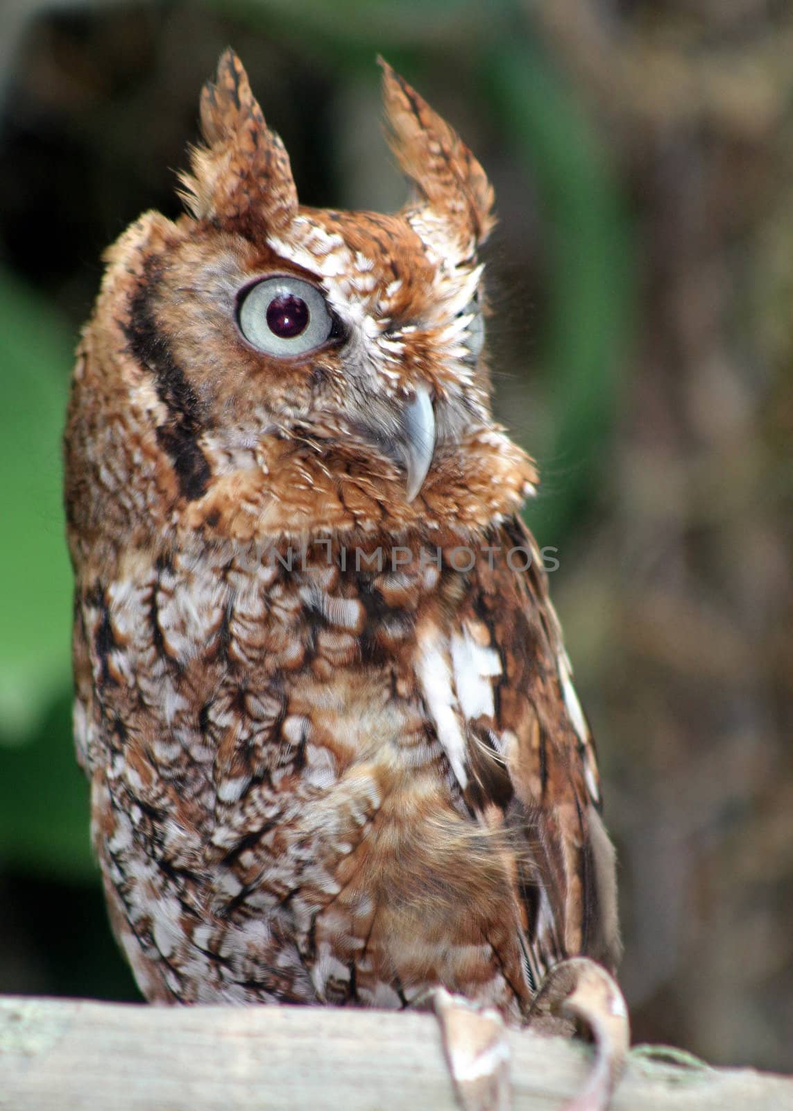 Owl by quackersnaps