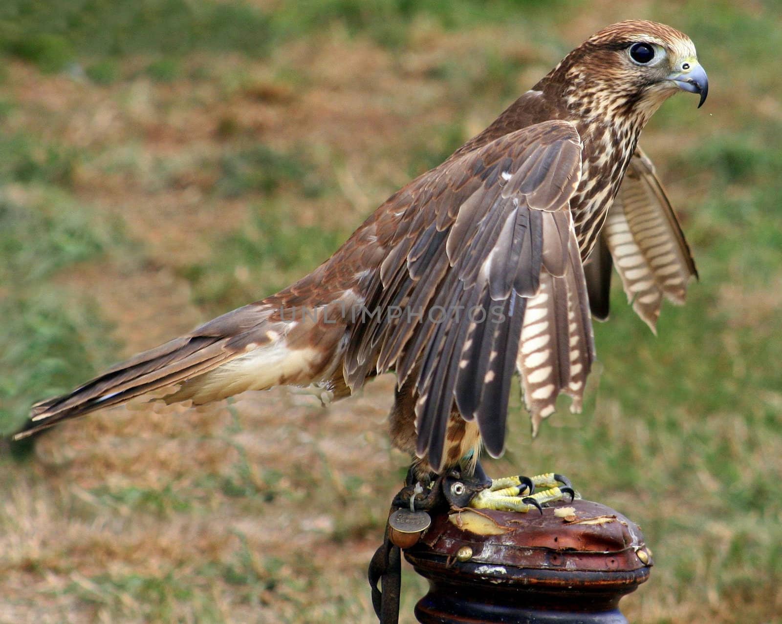 A kestral at a country show in the UK.