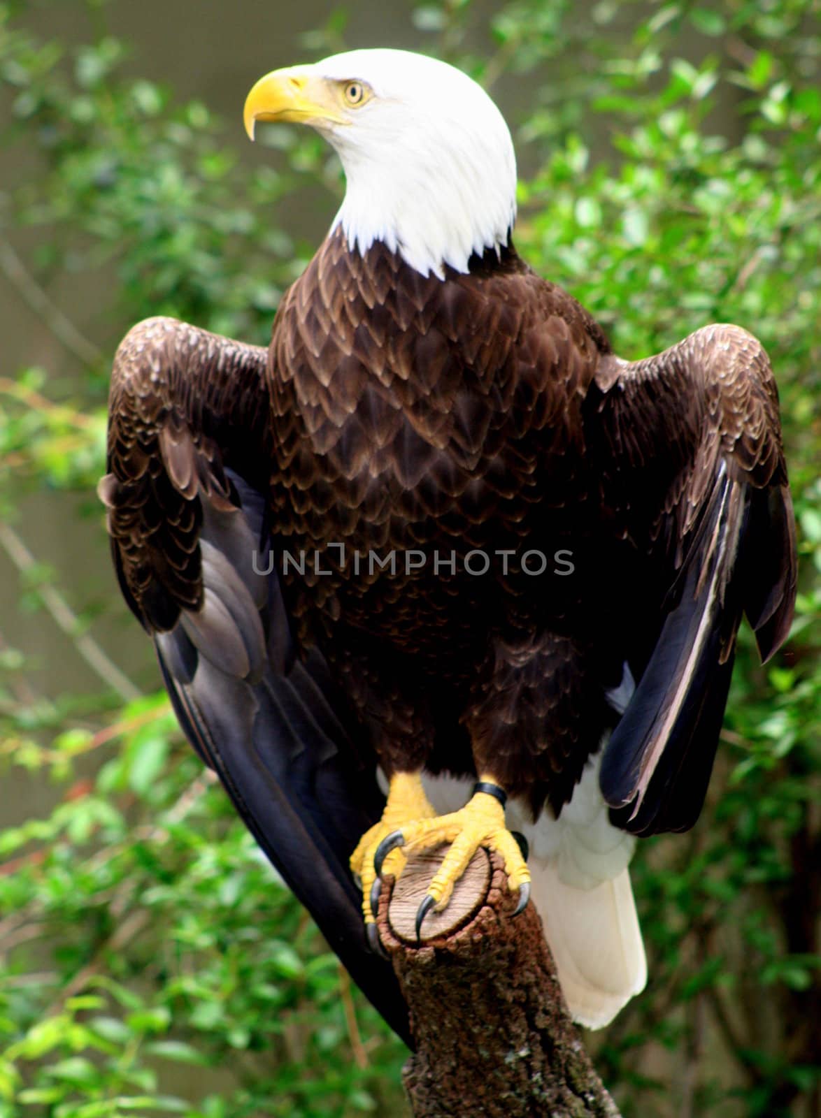 An eagle sitting on a branch