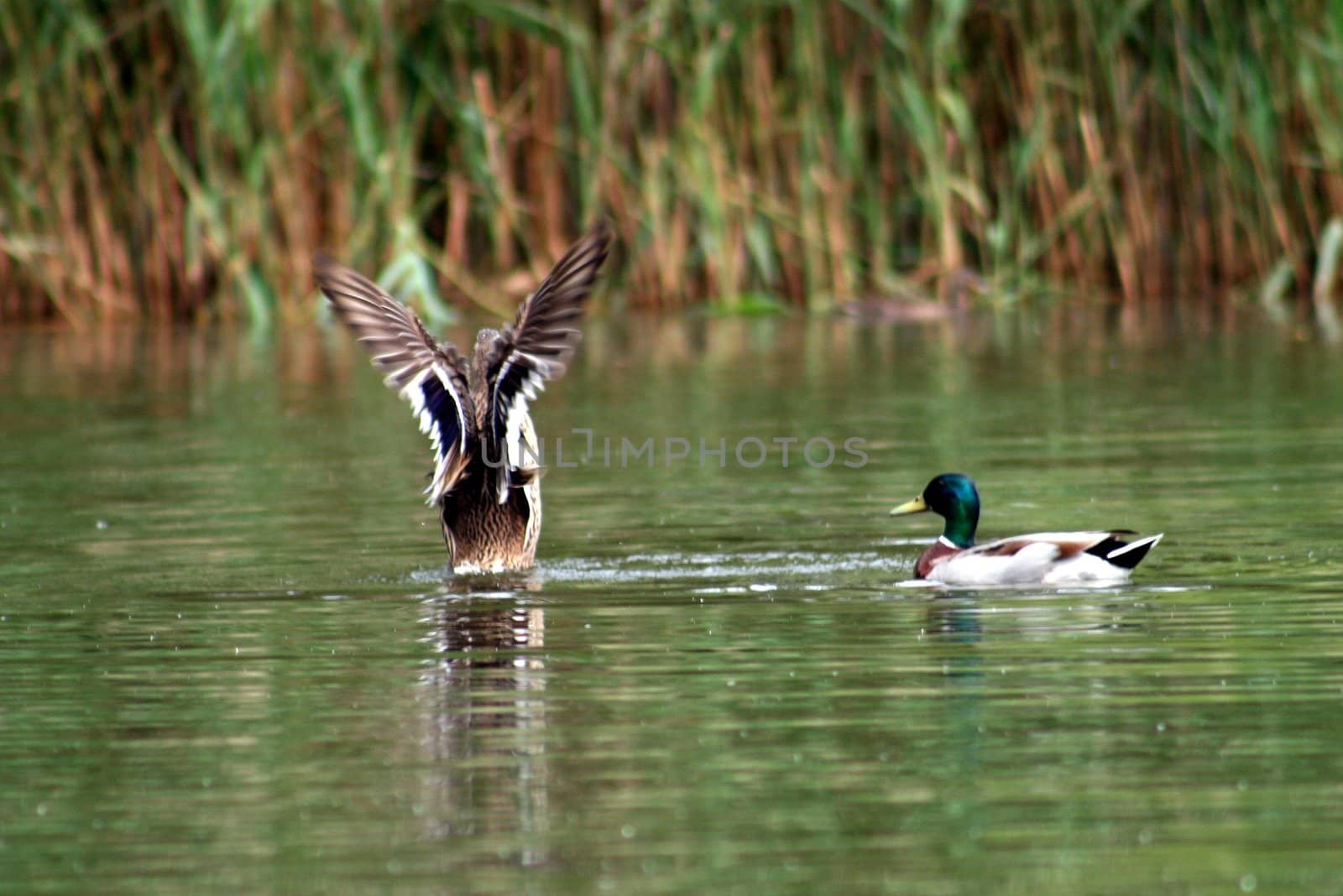 2 ducks in a lake one about to take off!