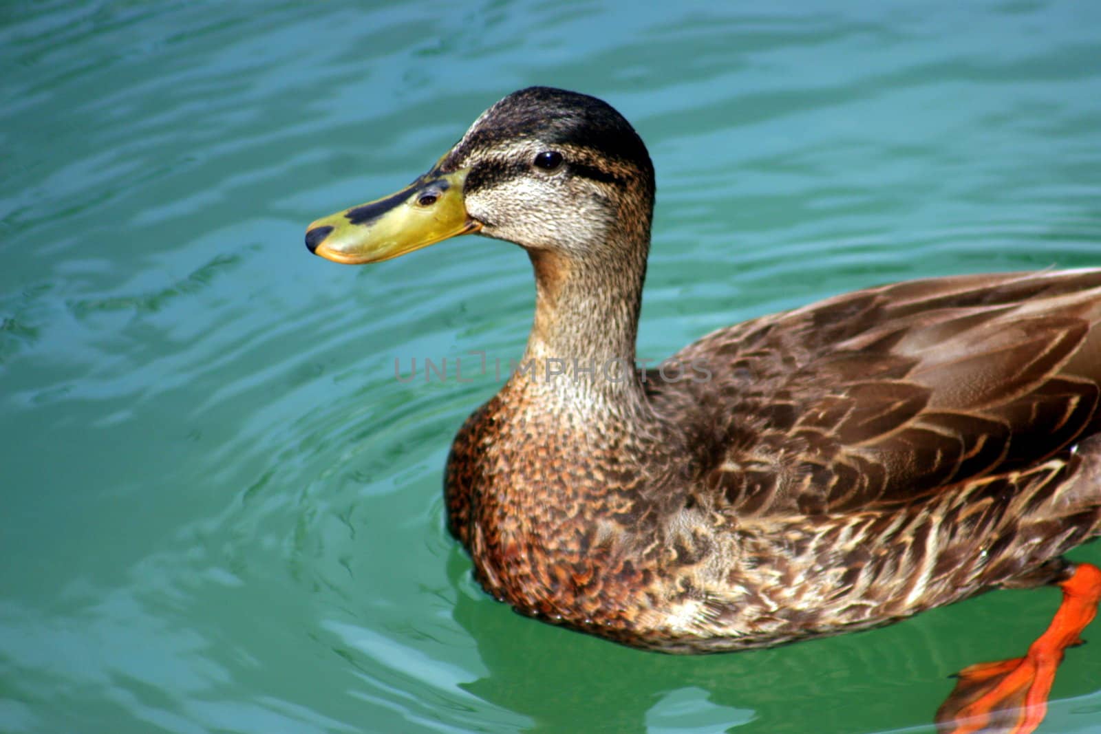 A duck swimming in a lake looking up