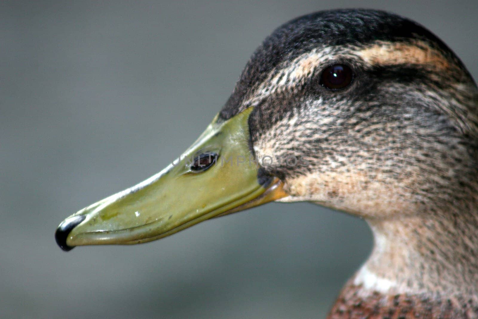 A close up of the face of a duck.