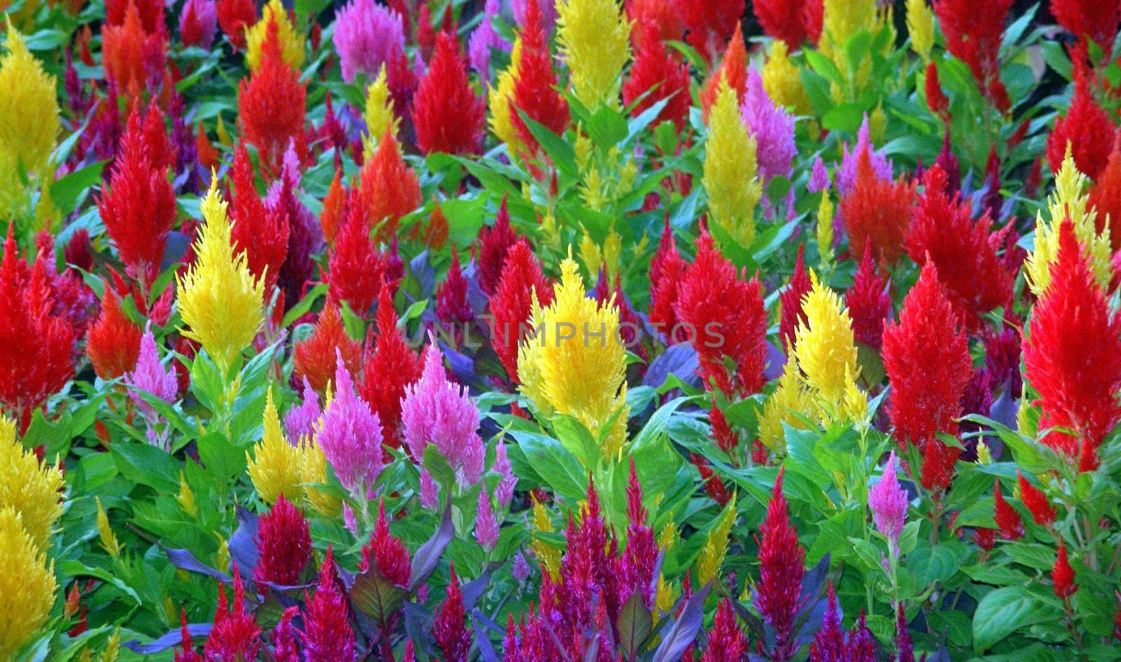 A bunch of colorful flowers yellow red and pink.