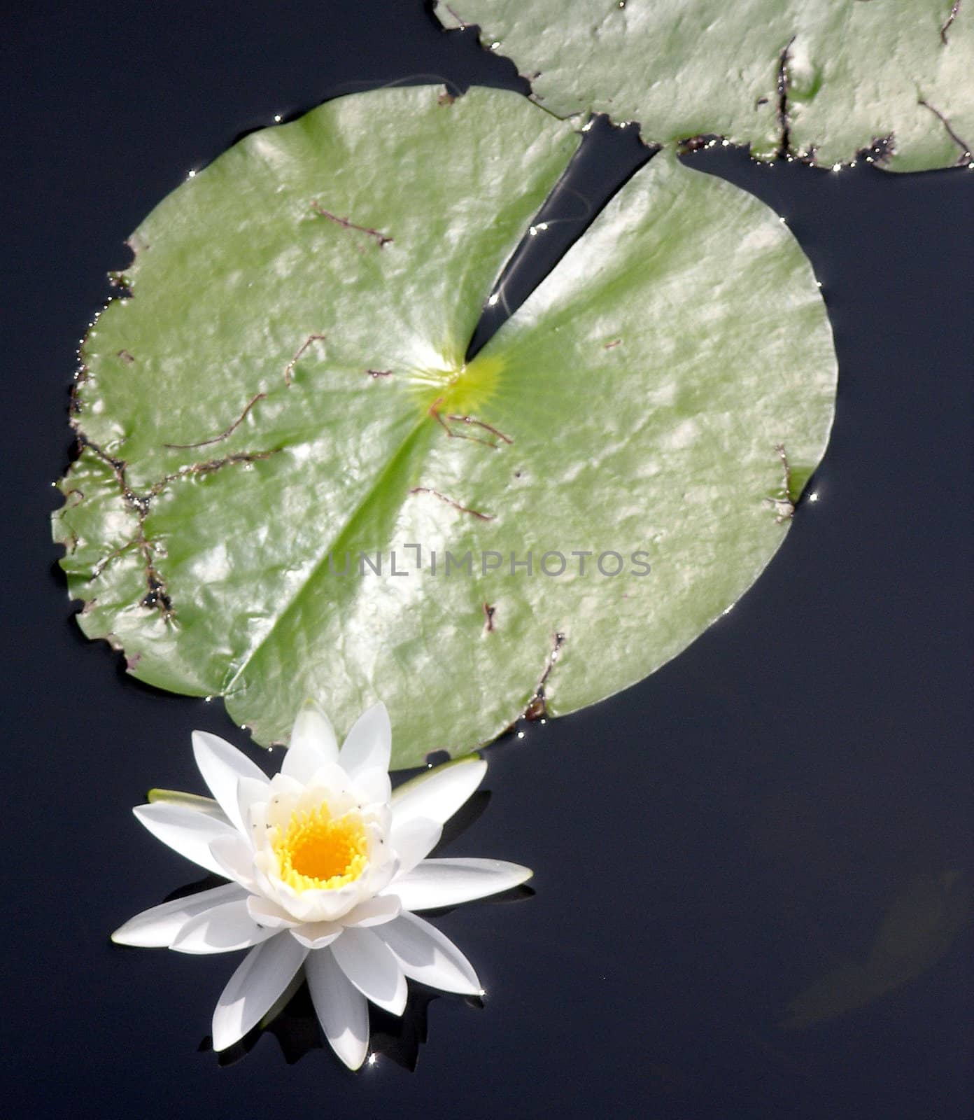 A lily pad and lily