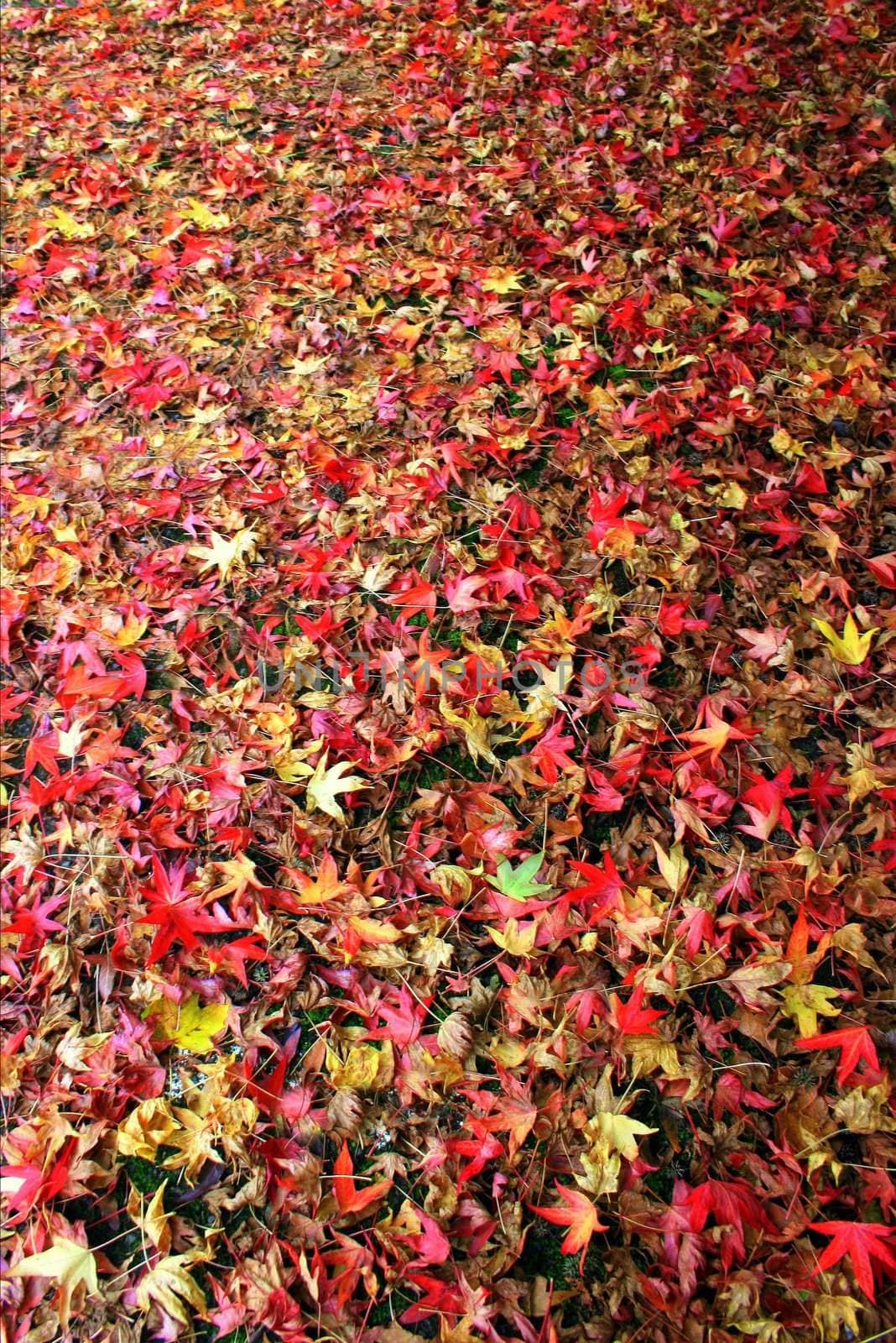 Fall Leaves by quackersnaps