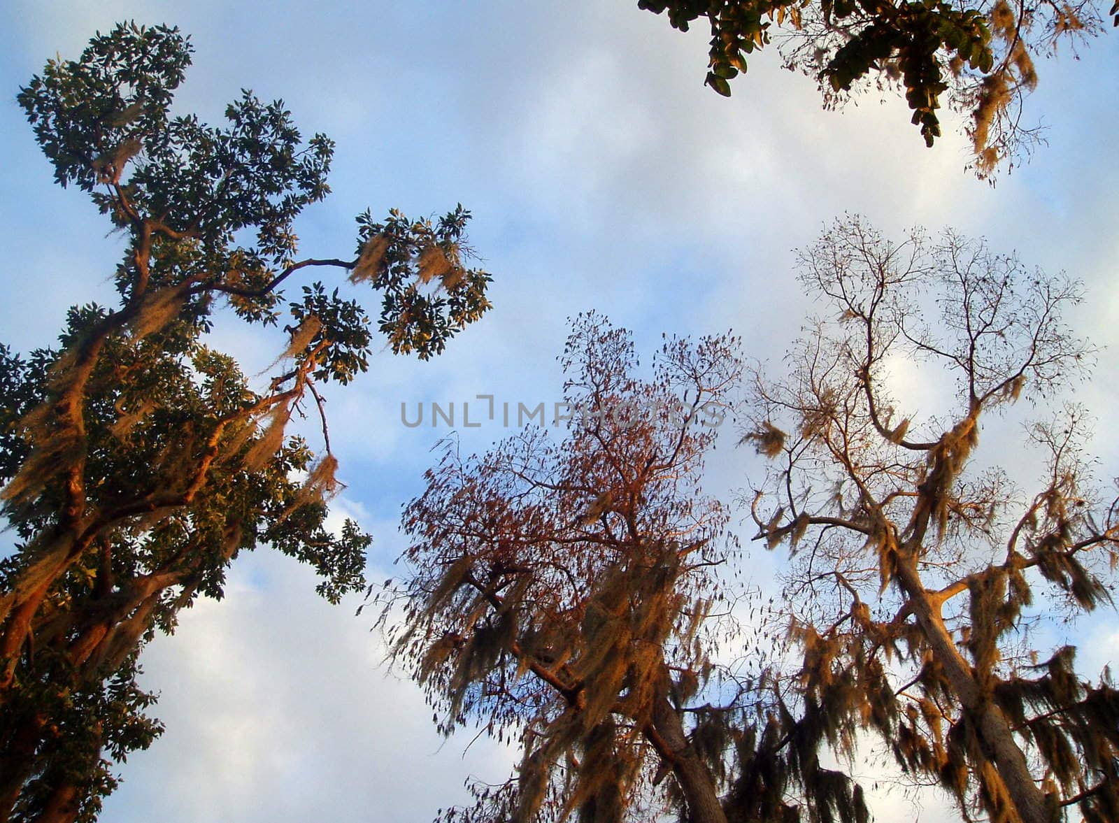 View of unusual trees from below with blue sky and clouds.