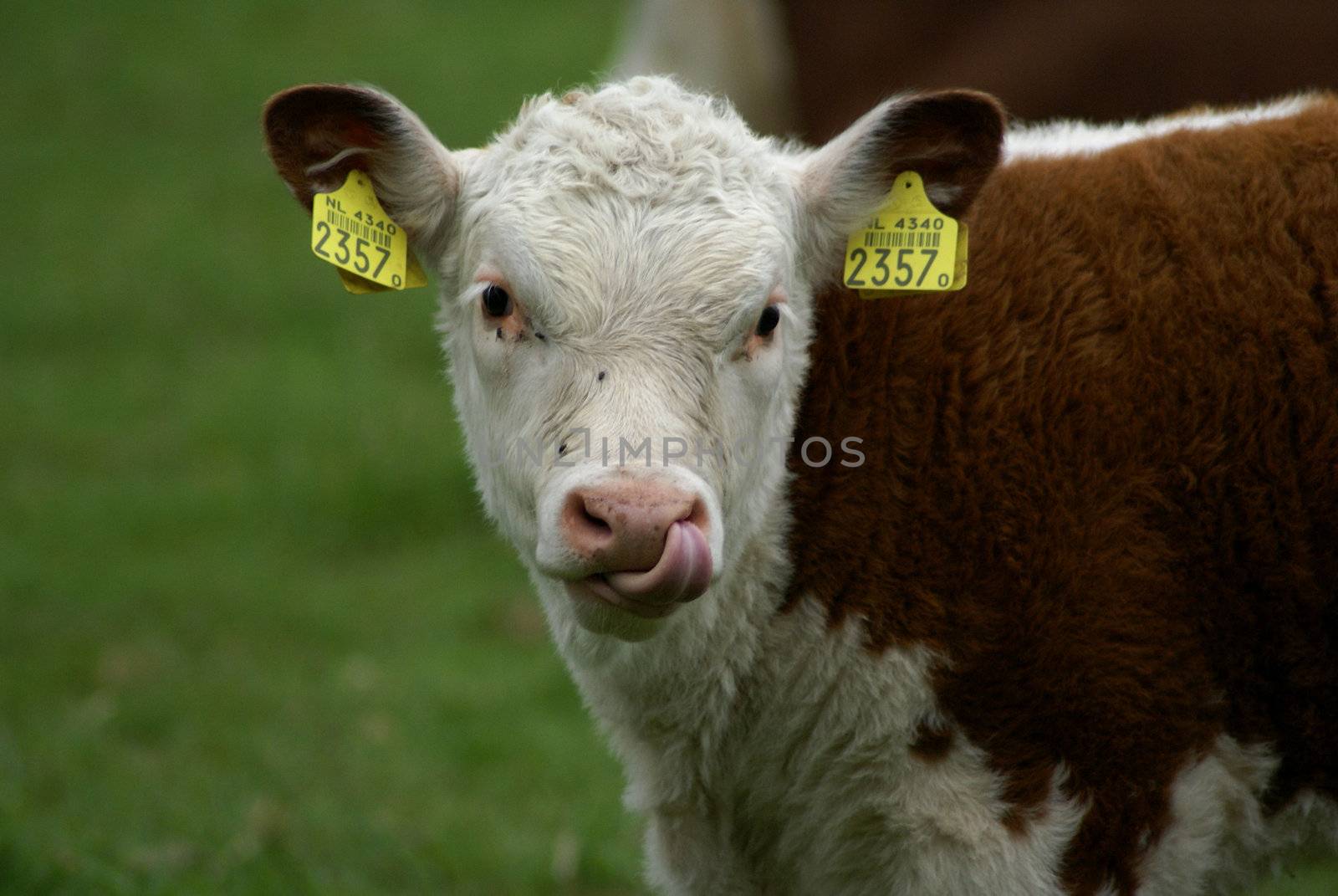 Hereford calf, tongue in his nose.